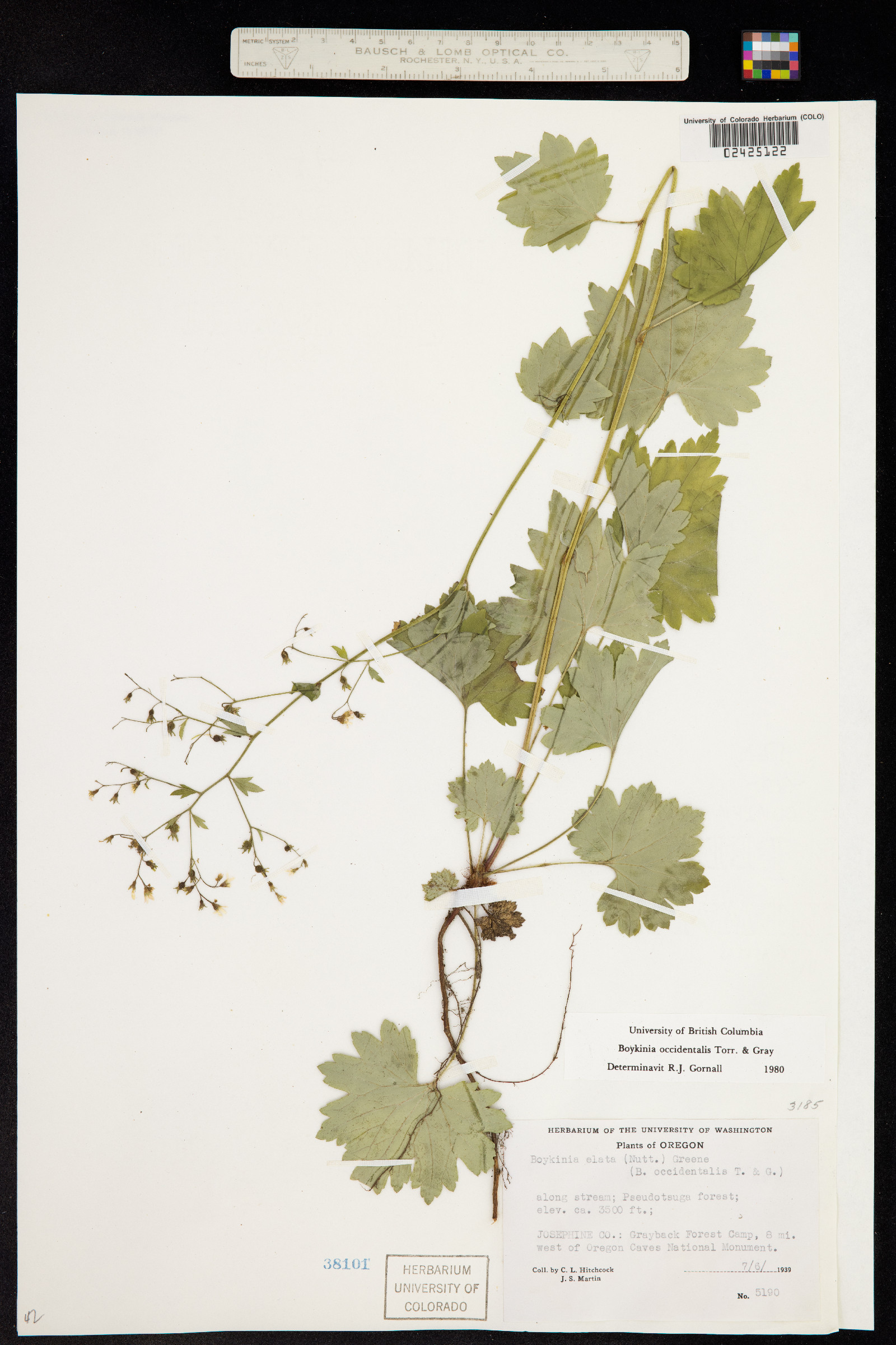 Boykinia occidentalis image