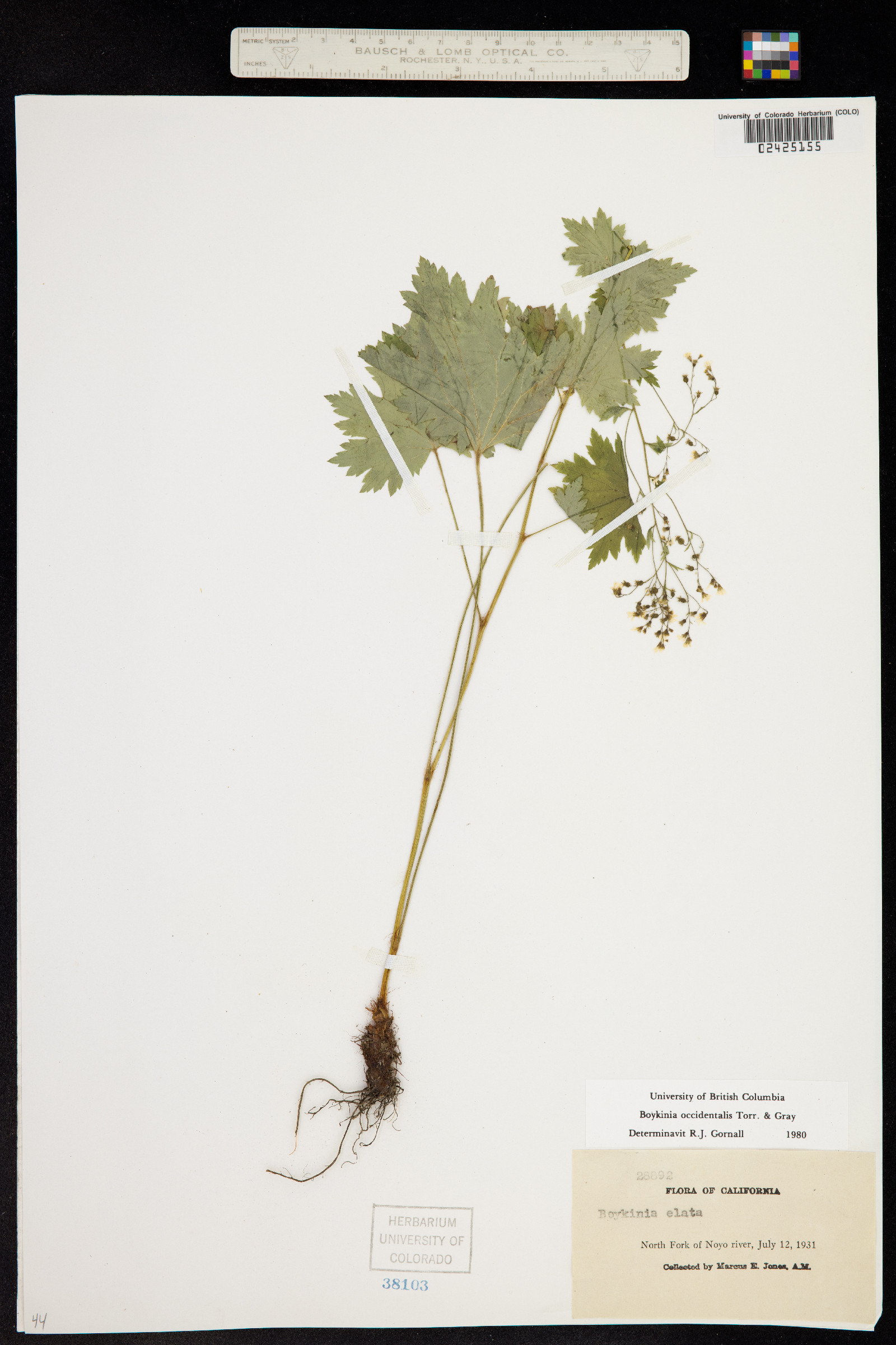 Boykinia occidentalis image