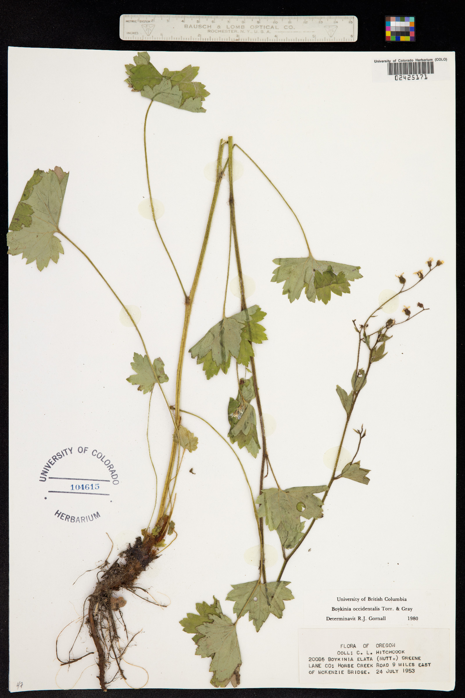 Boykinia occidentalis image