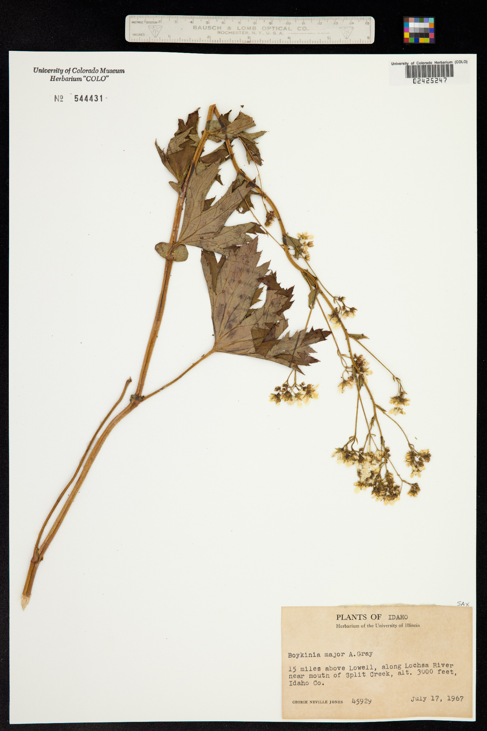 Boykinia major image