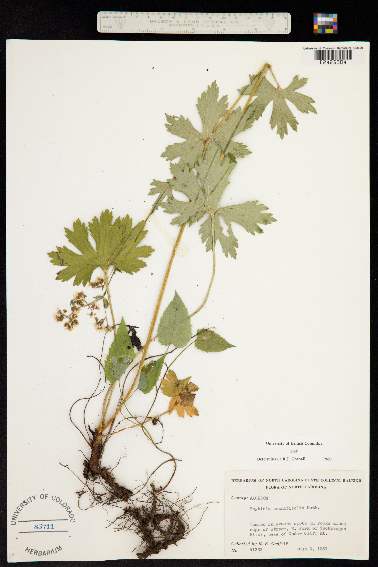 Boykinia aconitifolia image