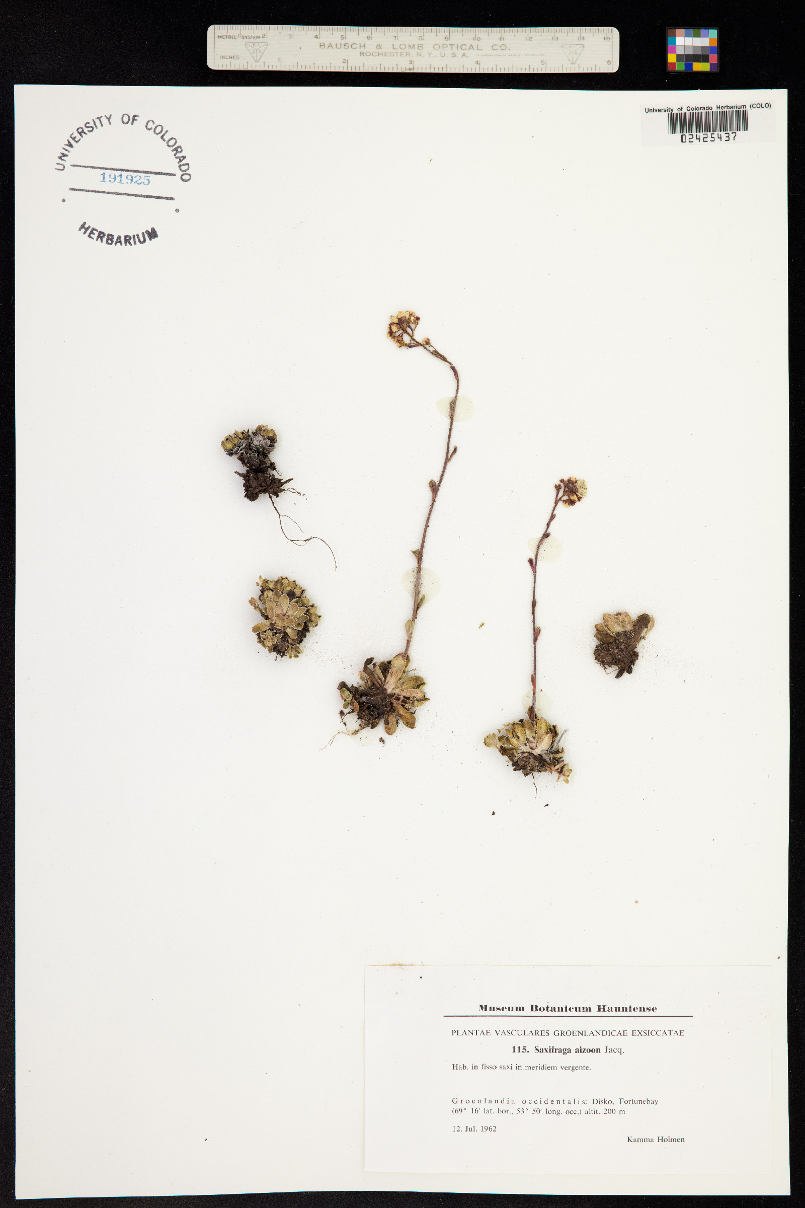 Saxifraga paniculata image