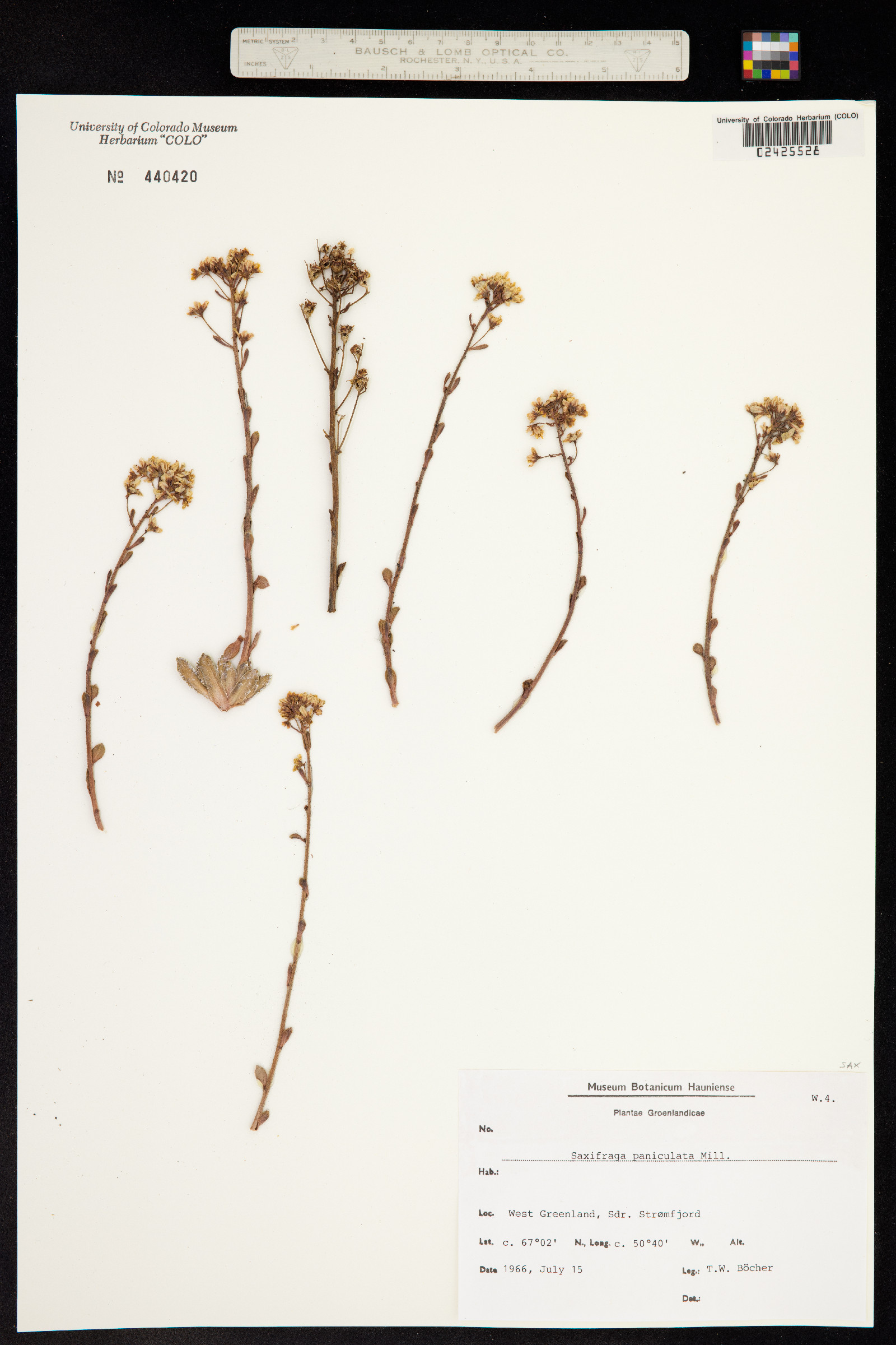 Chondrosea paniculata image