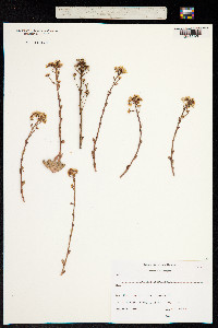 Chondrosea paniculata image