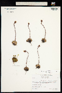 Image of Chondrosea paniculata