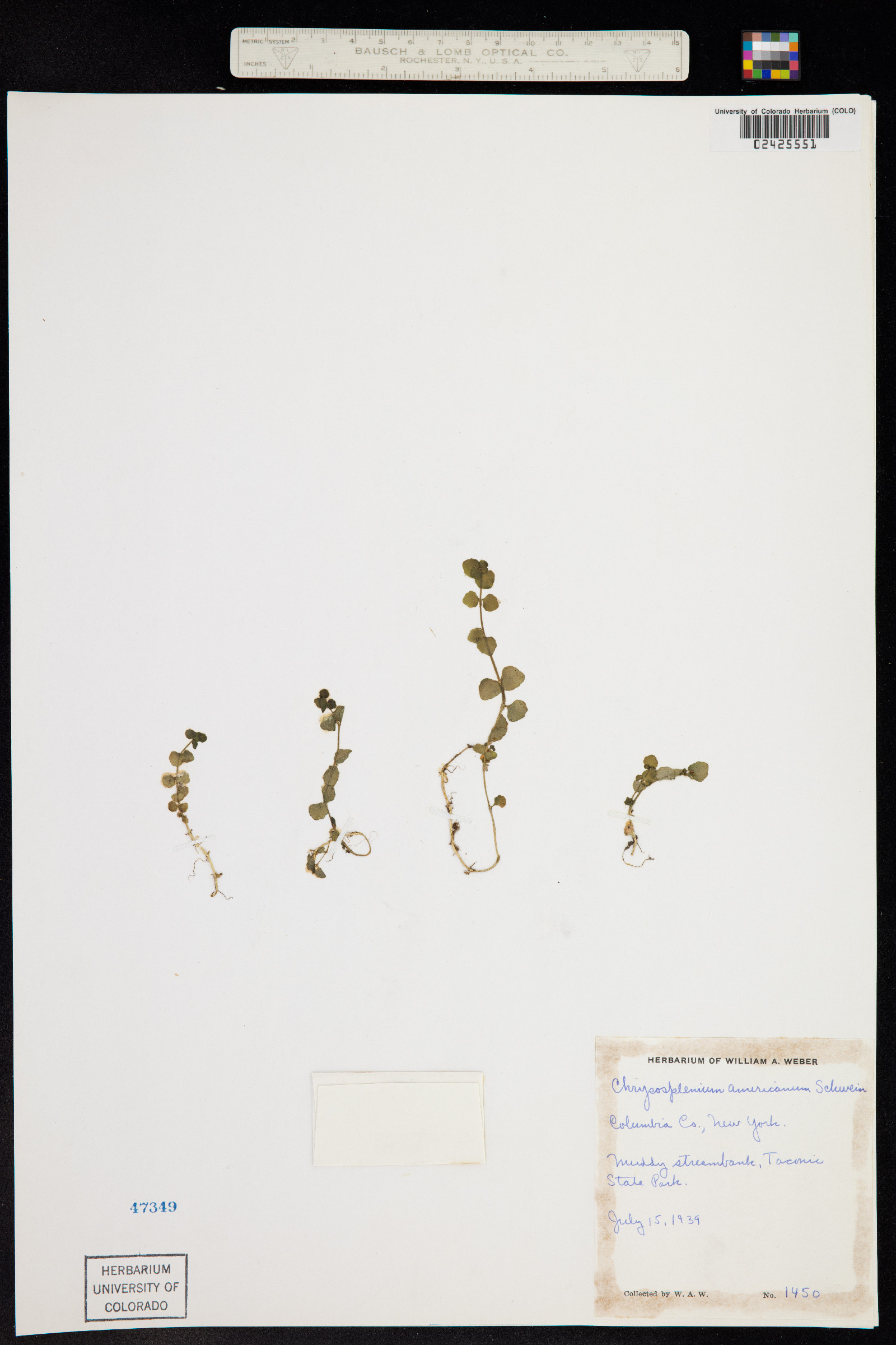 Chrysosplenium americanum image
