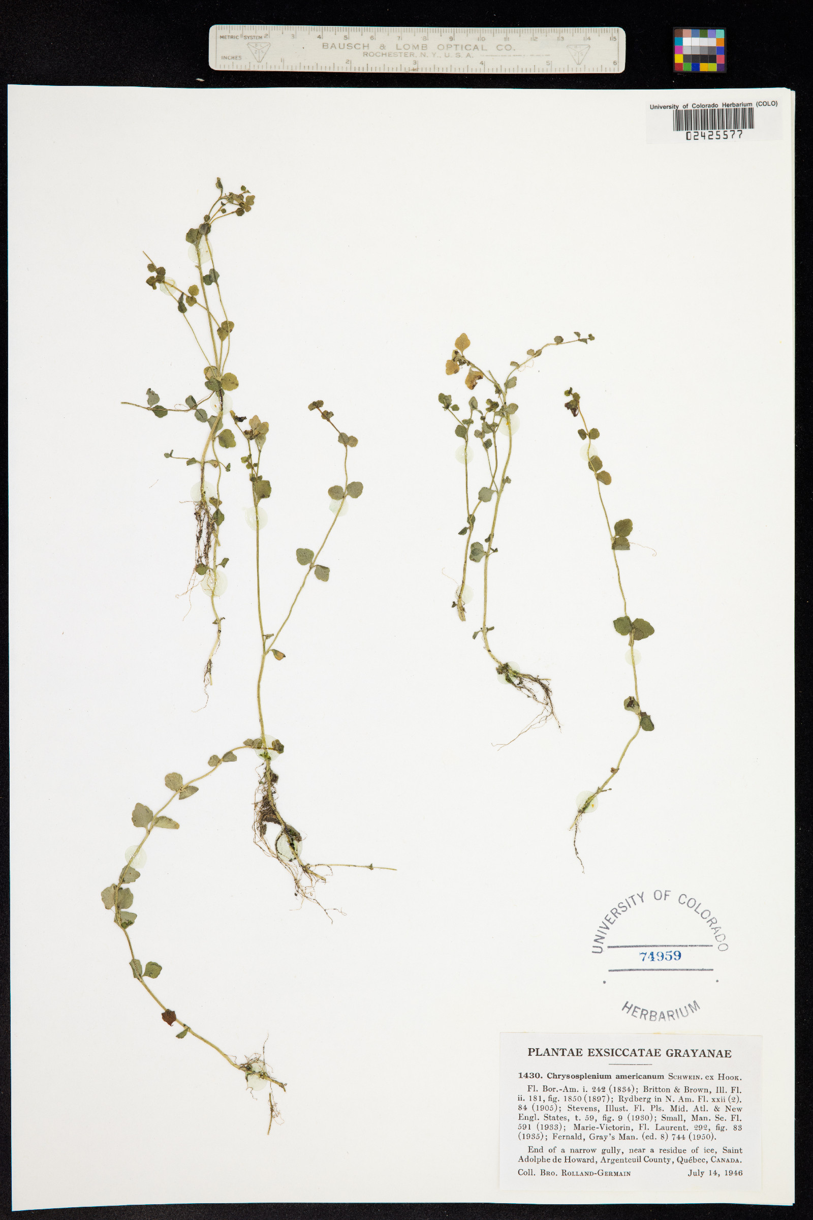 Chrysosplenium americanum image