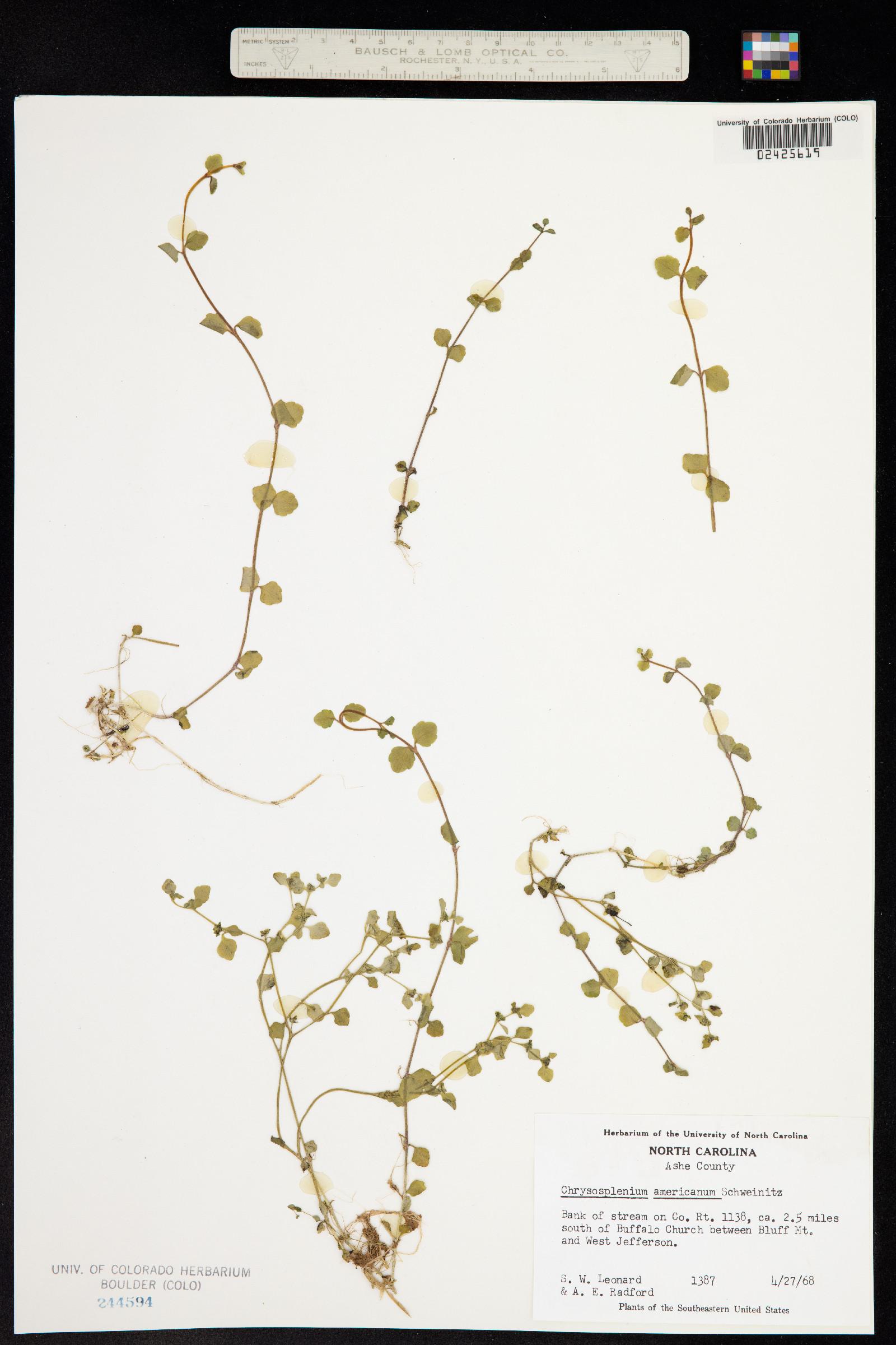 Chrysosplenium americanum image