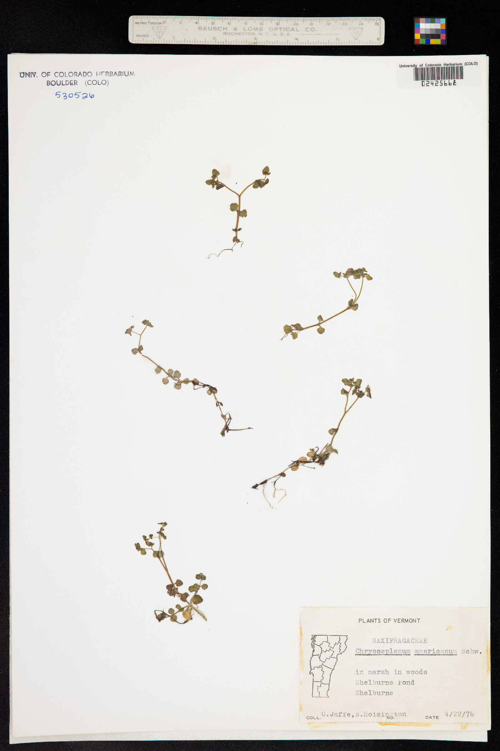 Chrysosplenium americanum image