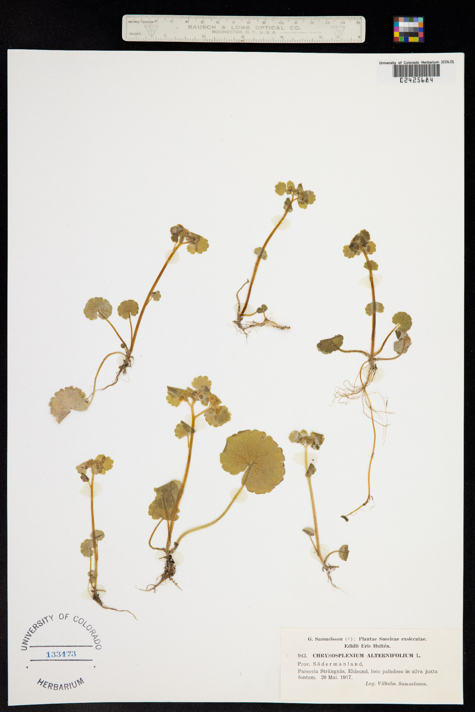 Chrysosplenium alternifolium image