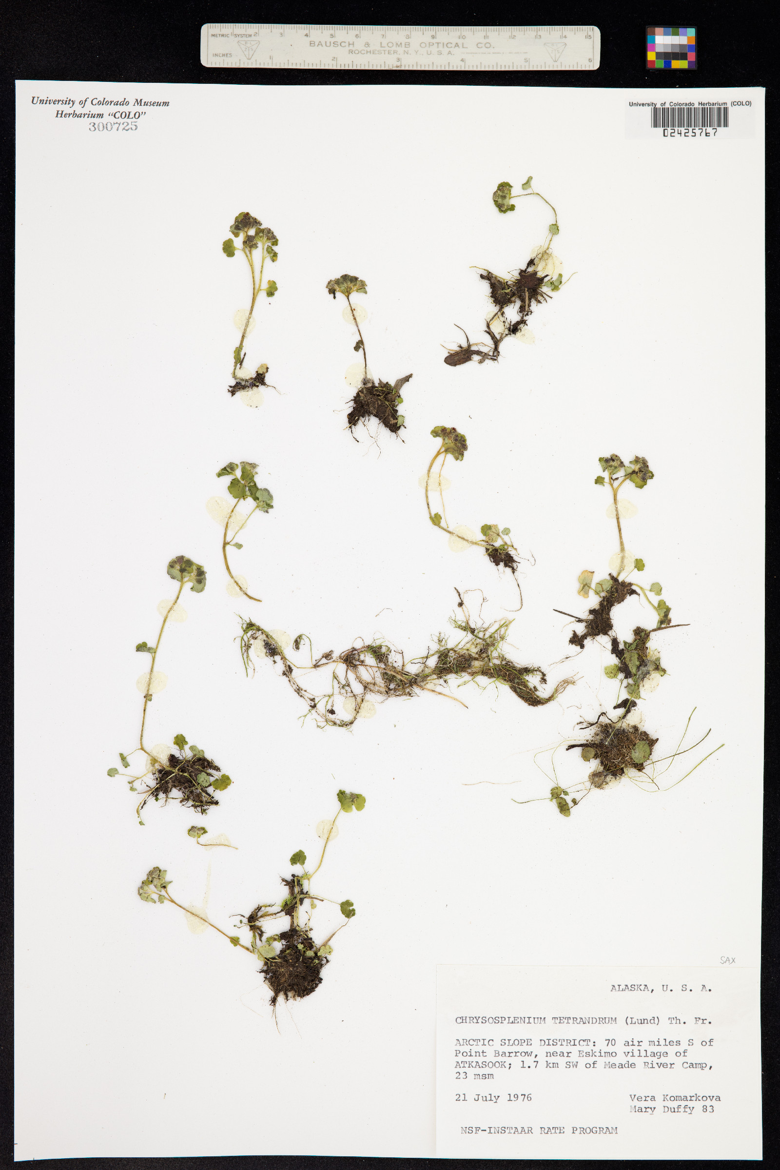 Chrysosplenium tetrandrum image