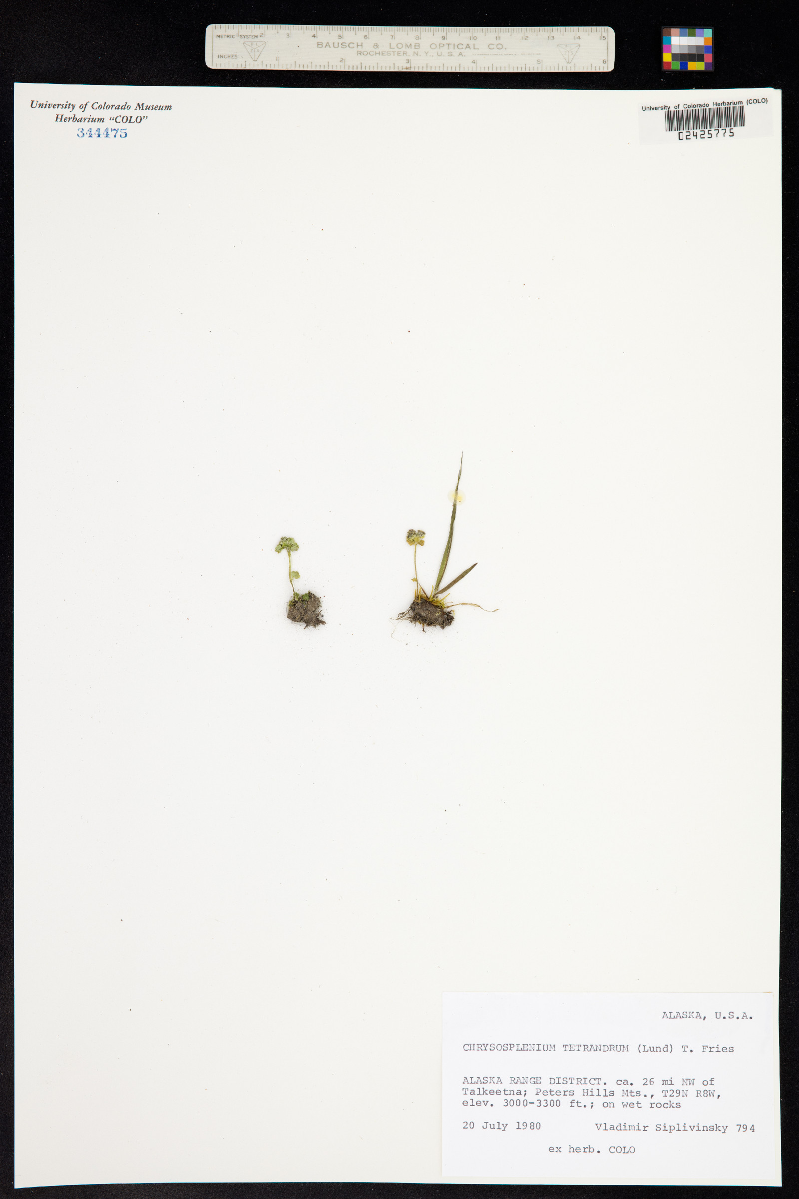 Chrysosplenium tetrandrum image