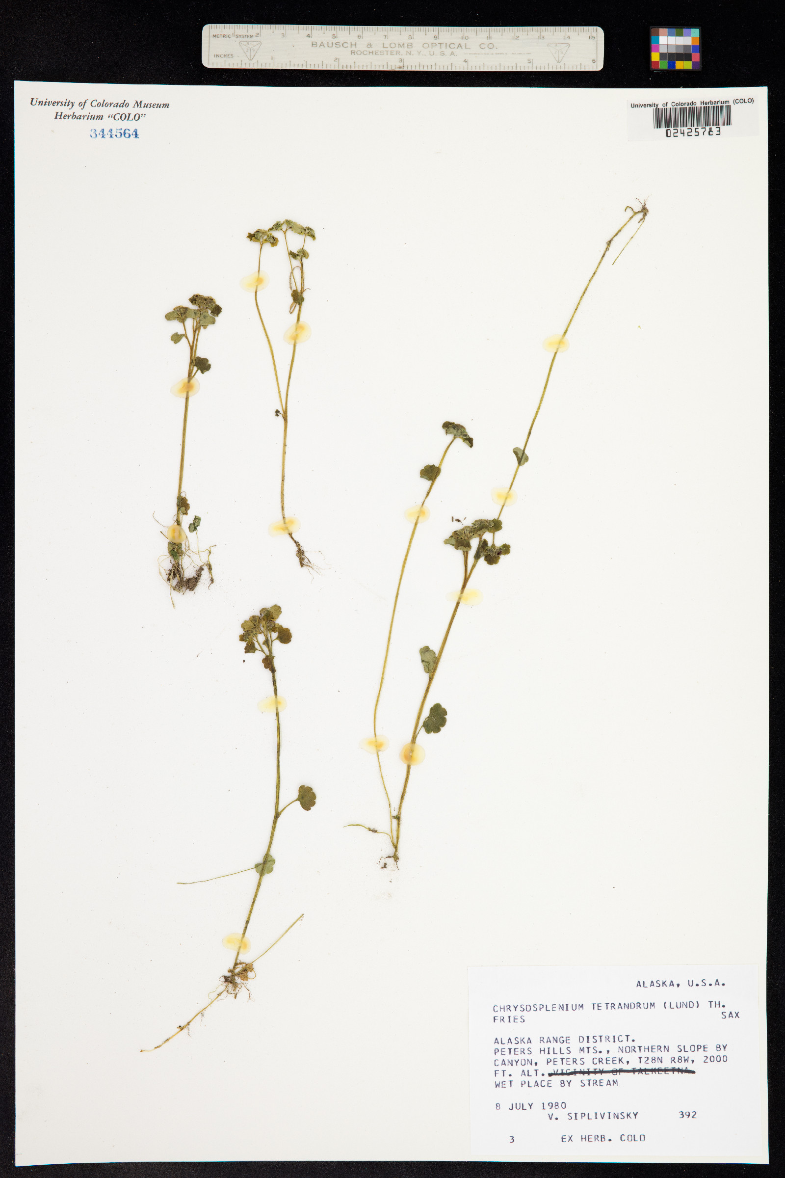 Chrysosplenium tetrandrum image