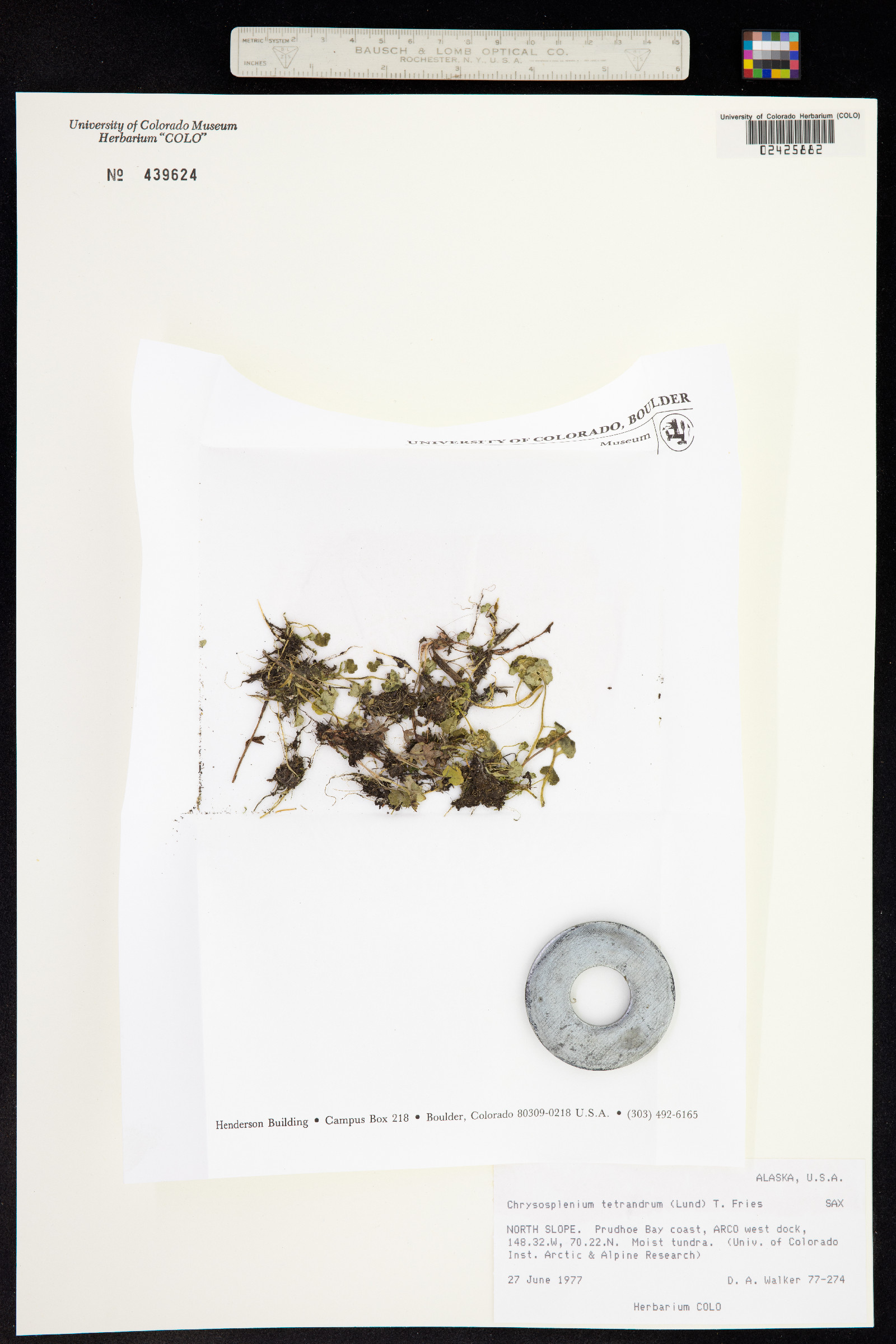 Chrysosplenium tetrandrum image