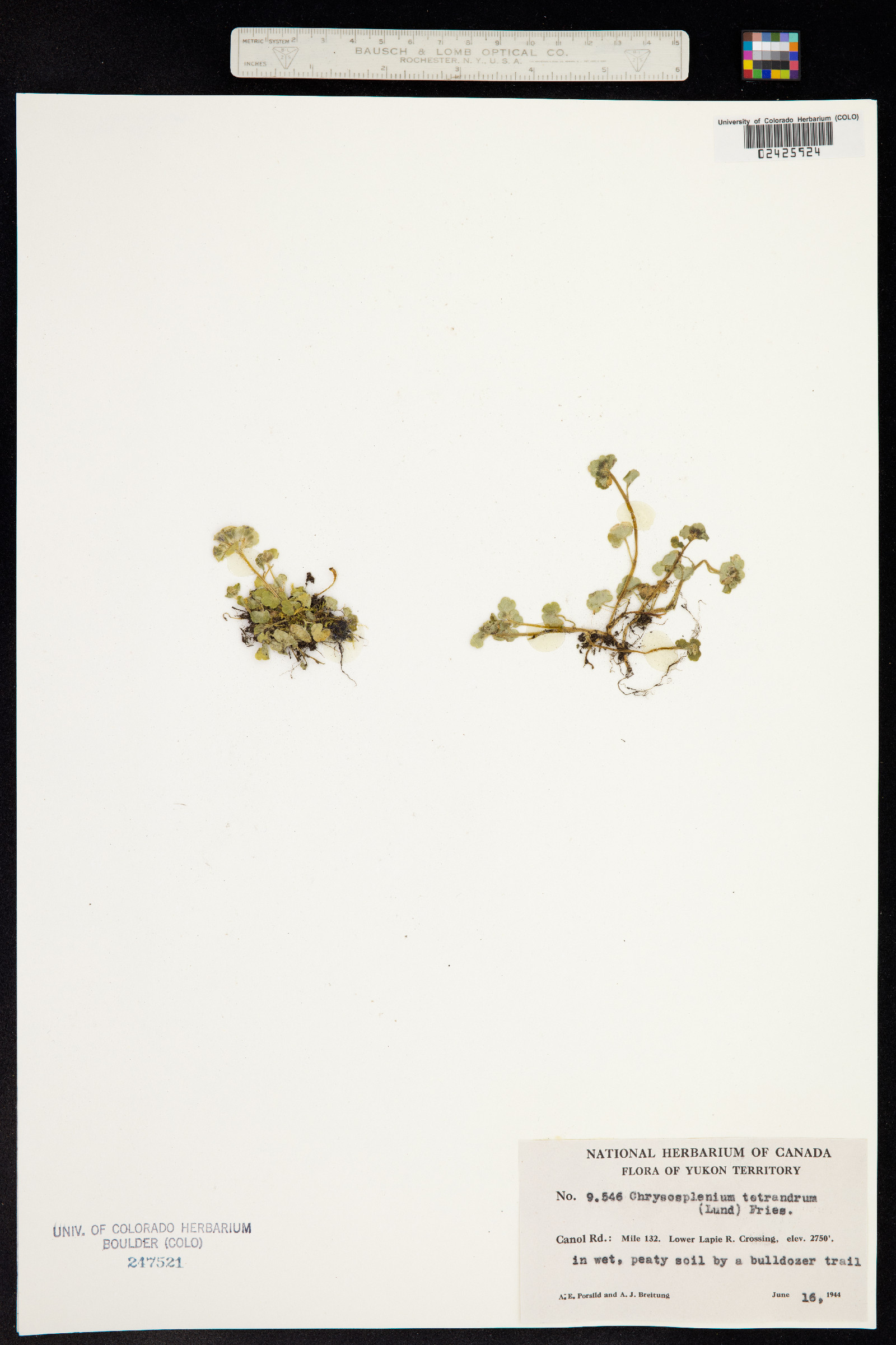 Chrysosplenium tetrandrum image