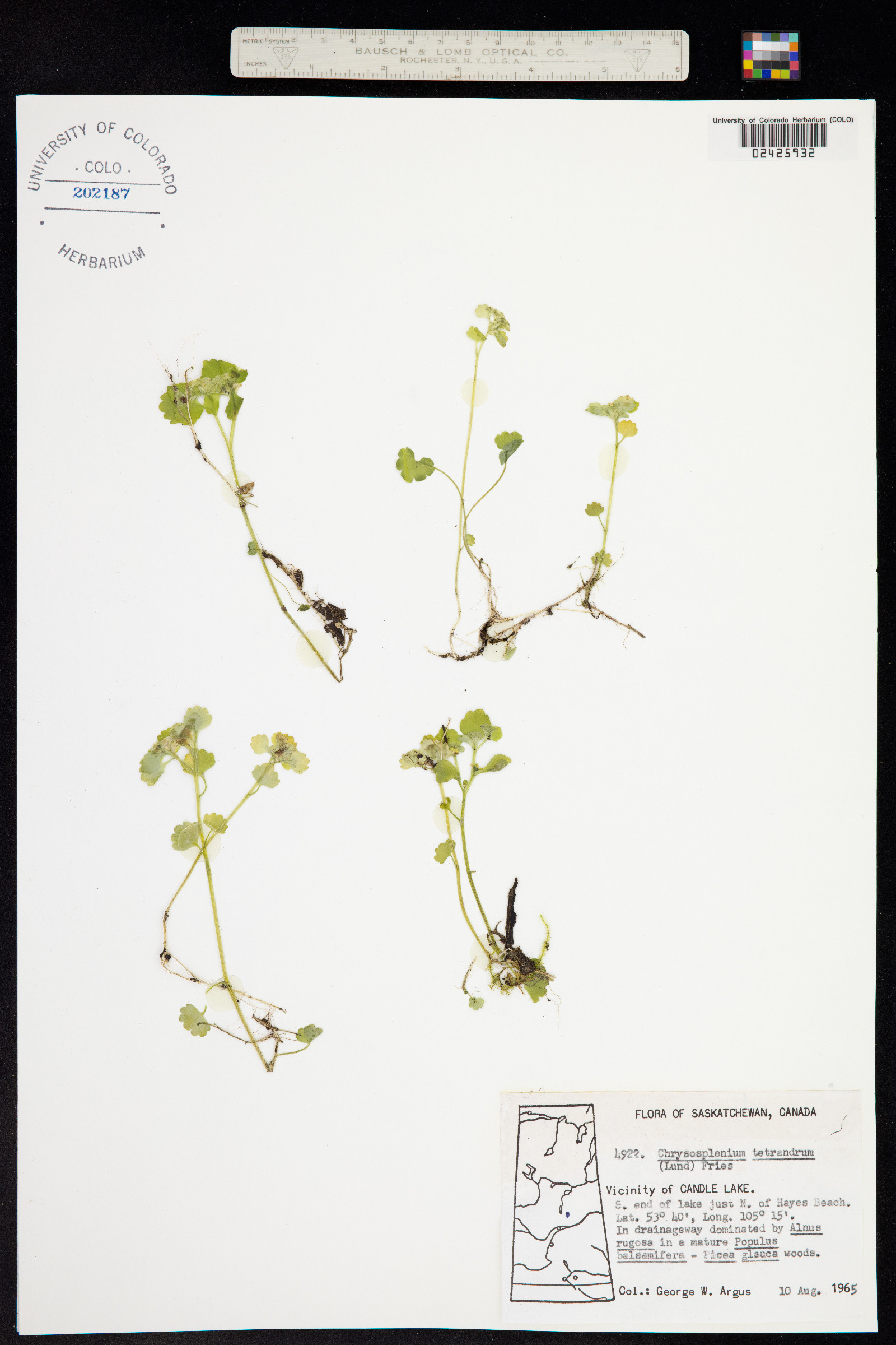 Chrysosplenium tetrandrum image