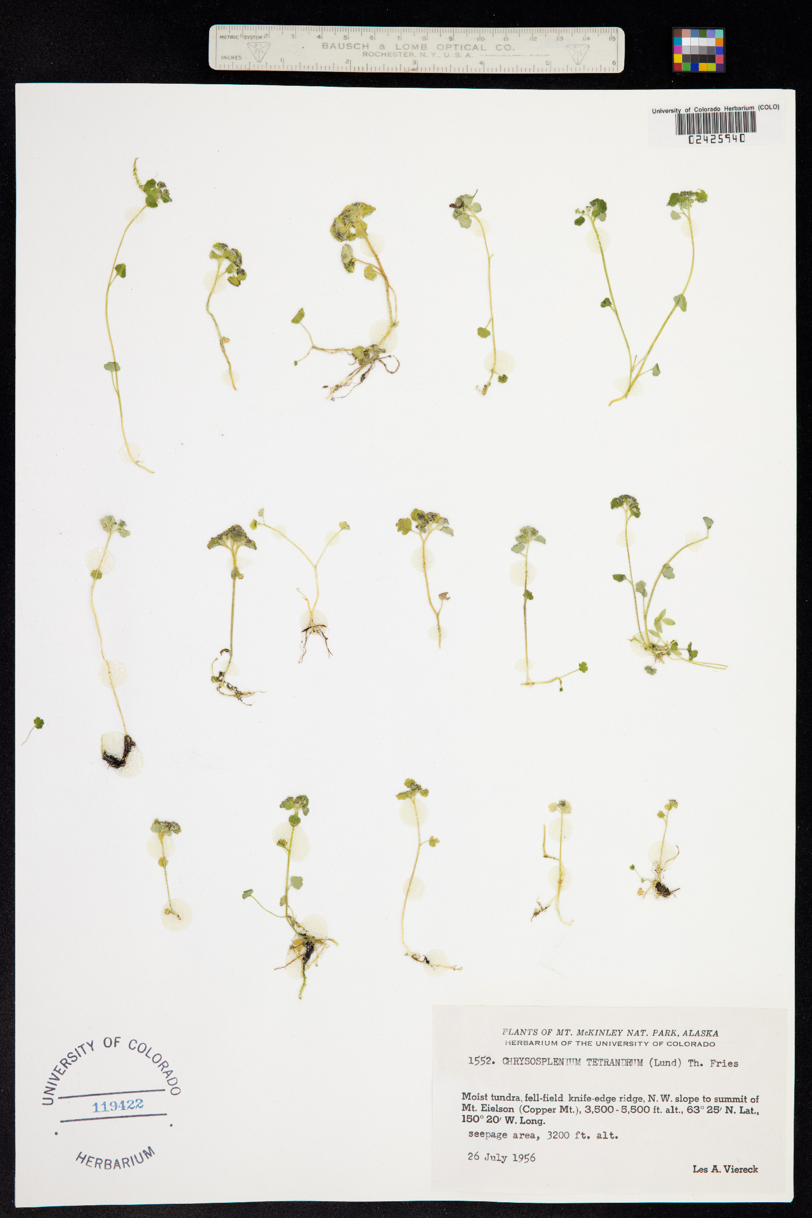 Chrysosplenium tetrandrum image