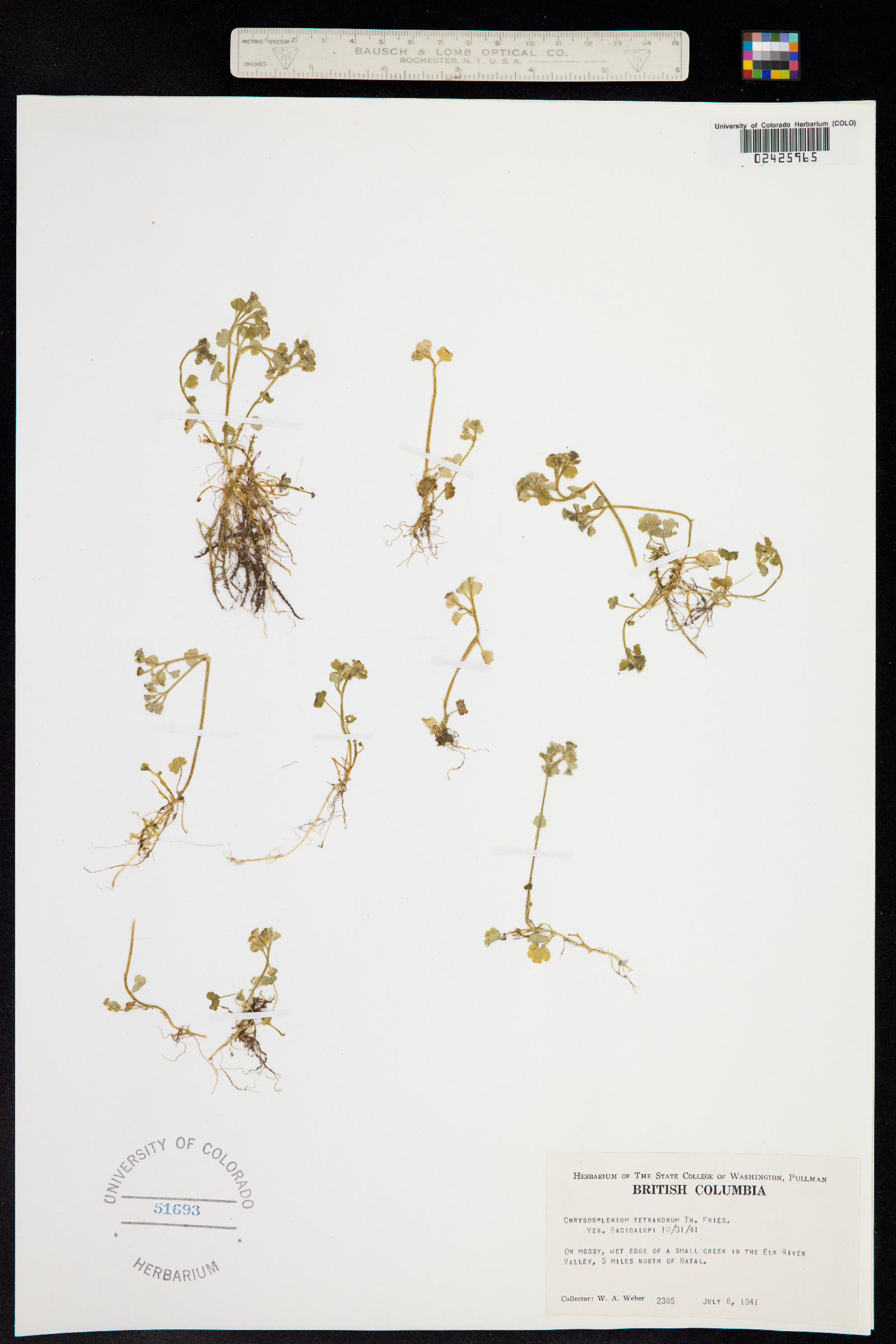 Chrysosplenium tetrandrum image