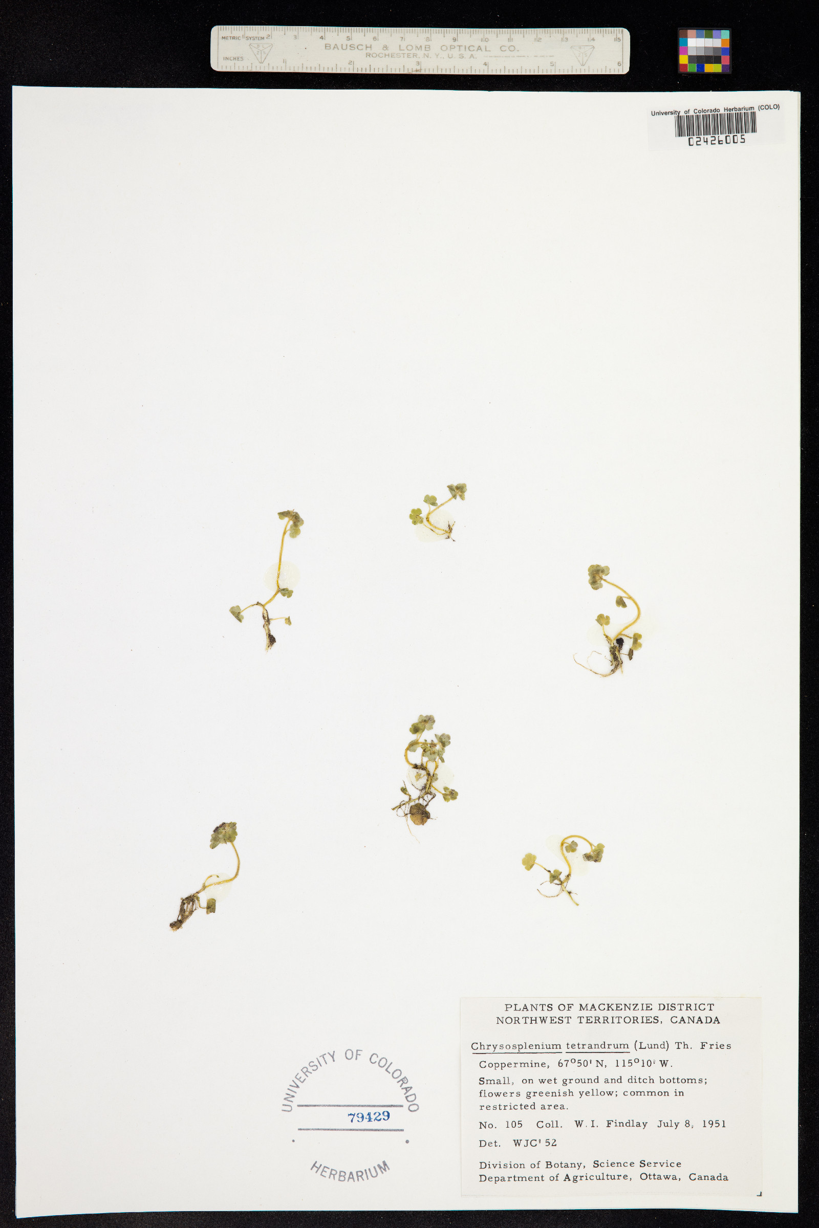 Chrysosplenium tetrandrum image