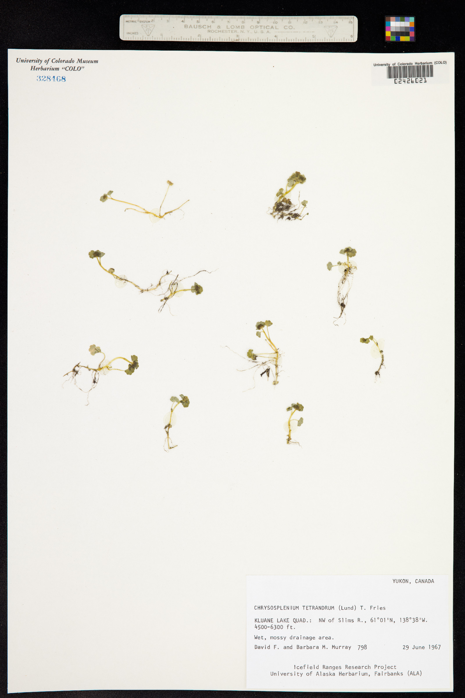 Chrysosplenium tetrandrum image