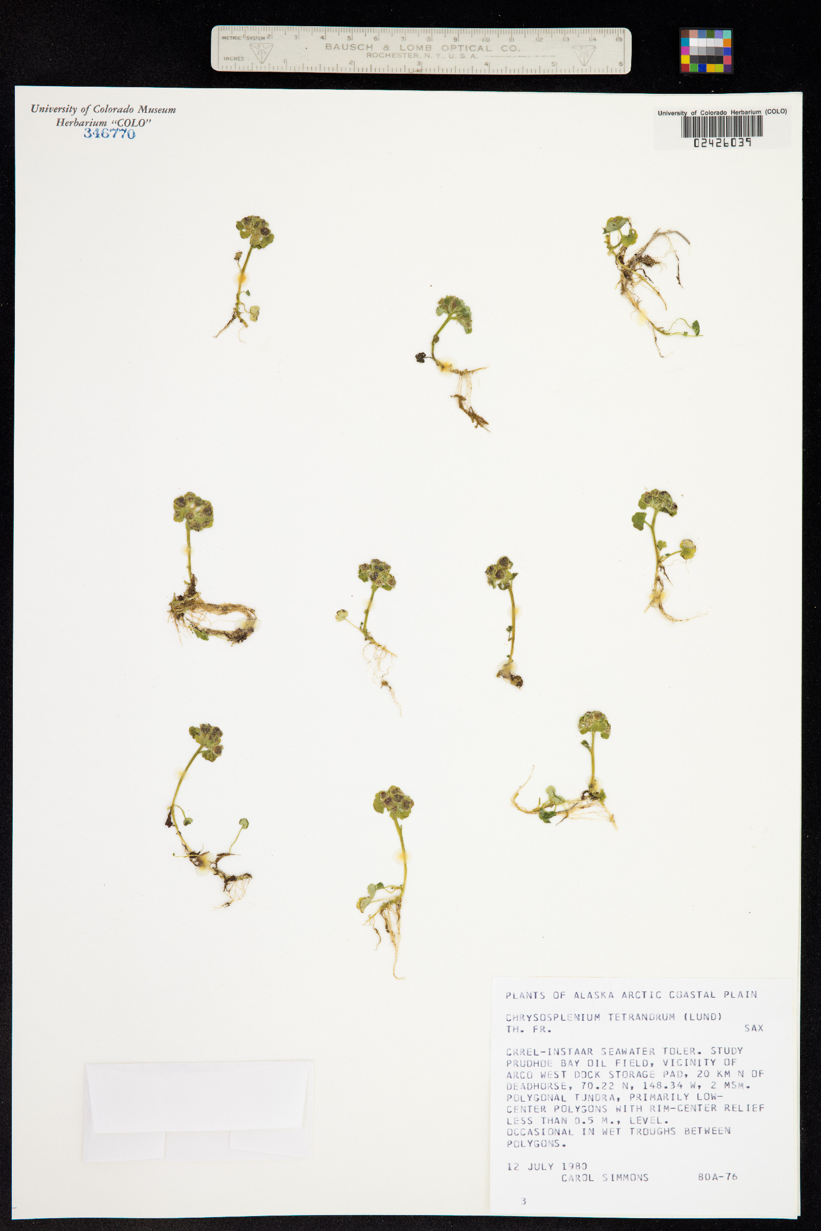Chrysosplenium tetrandrum image