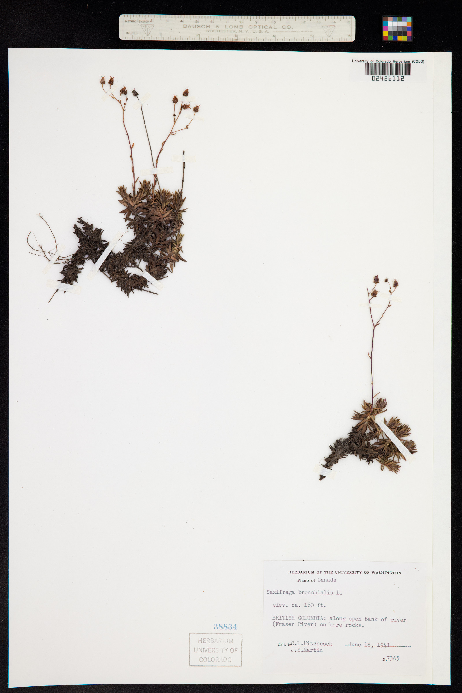 Saxifraga bronchialis ssp. austromontana image