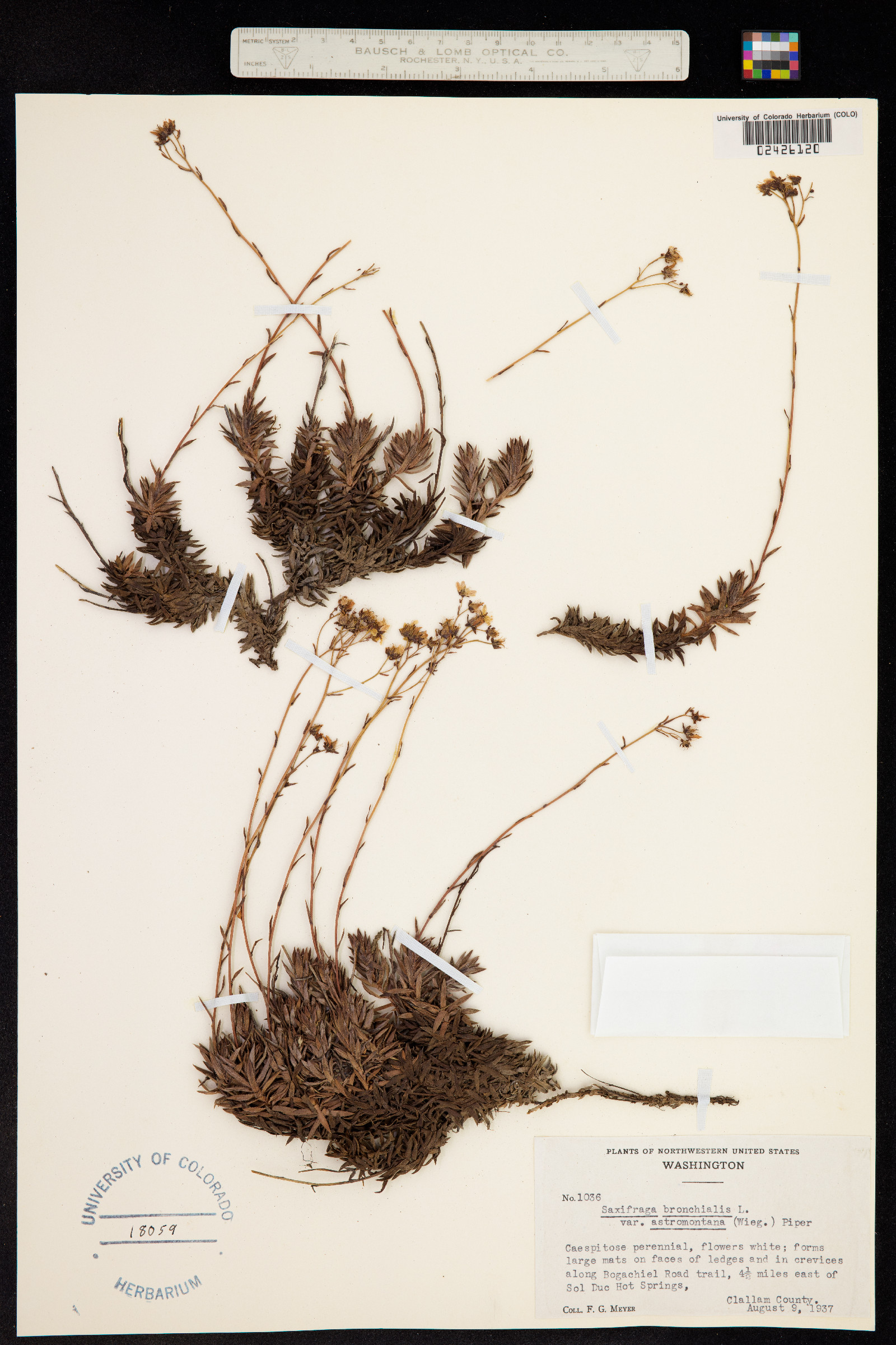 Saxifraga bronchialis image