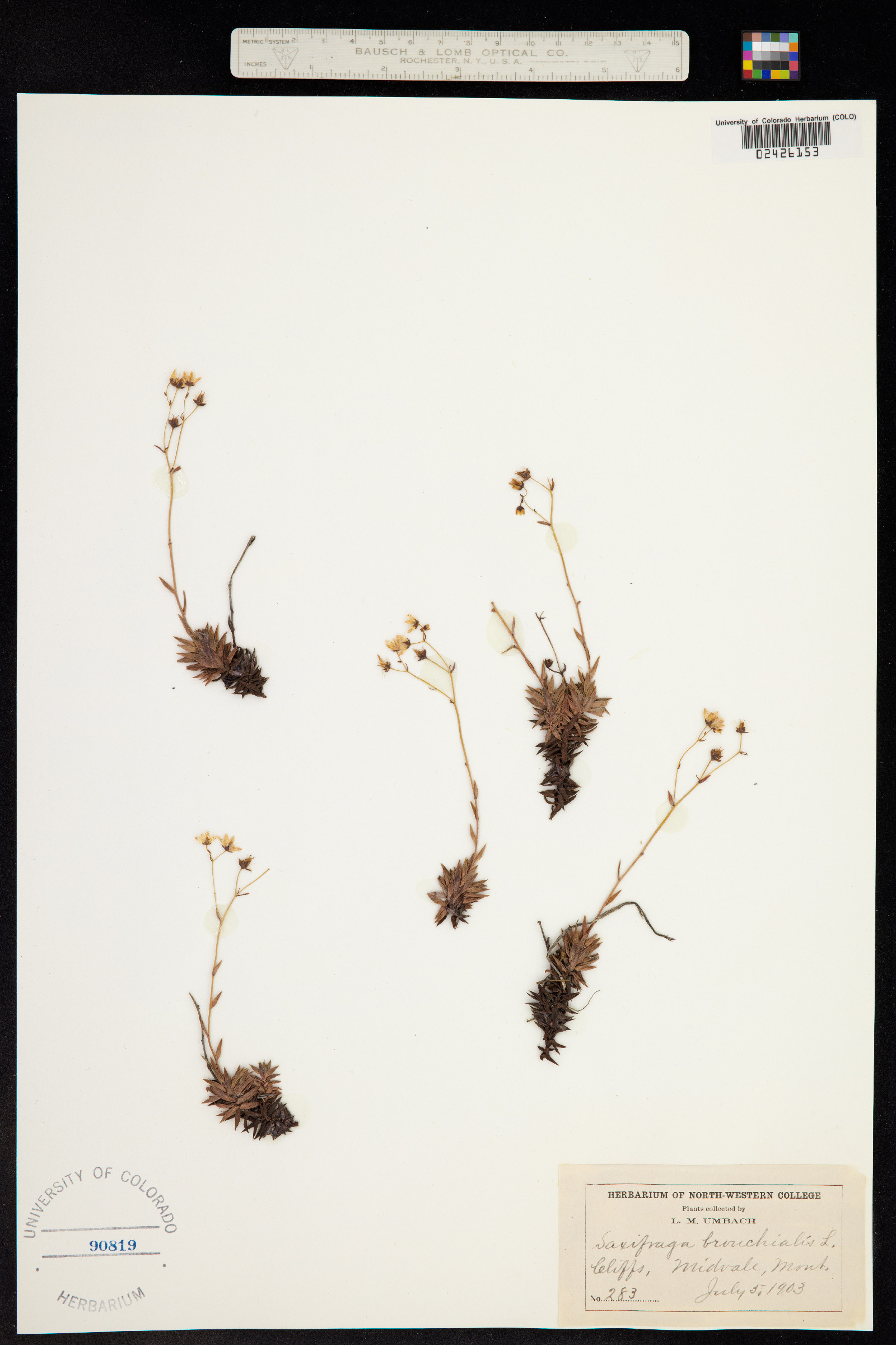 Ciliaria austromontana image