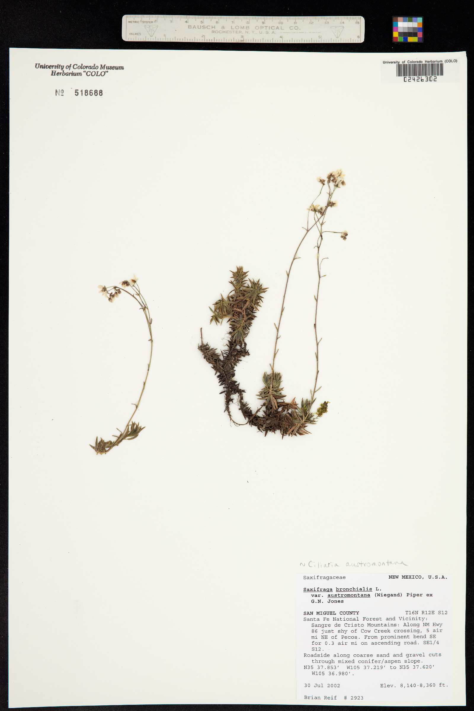 Saxifragaceae image