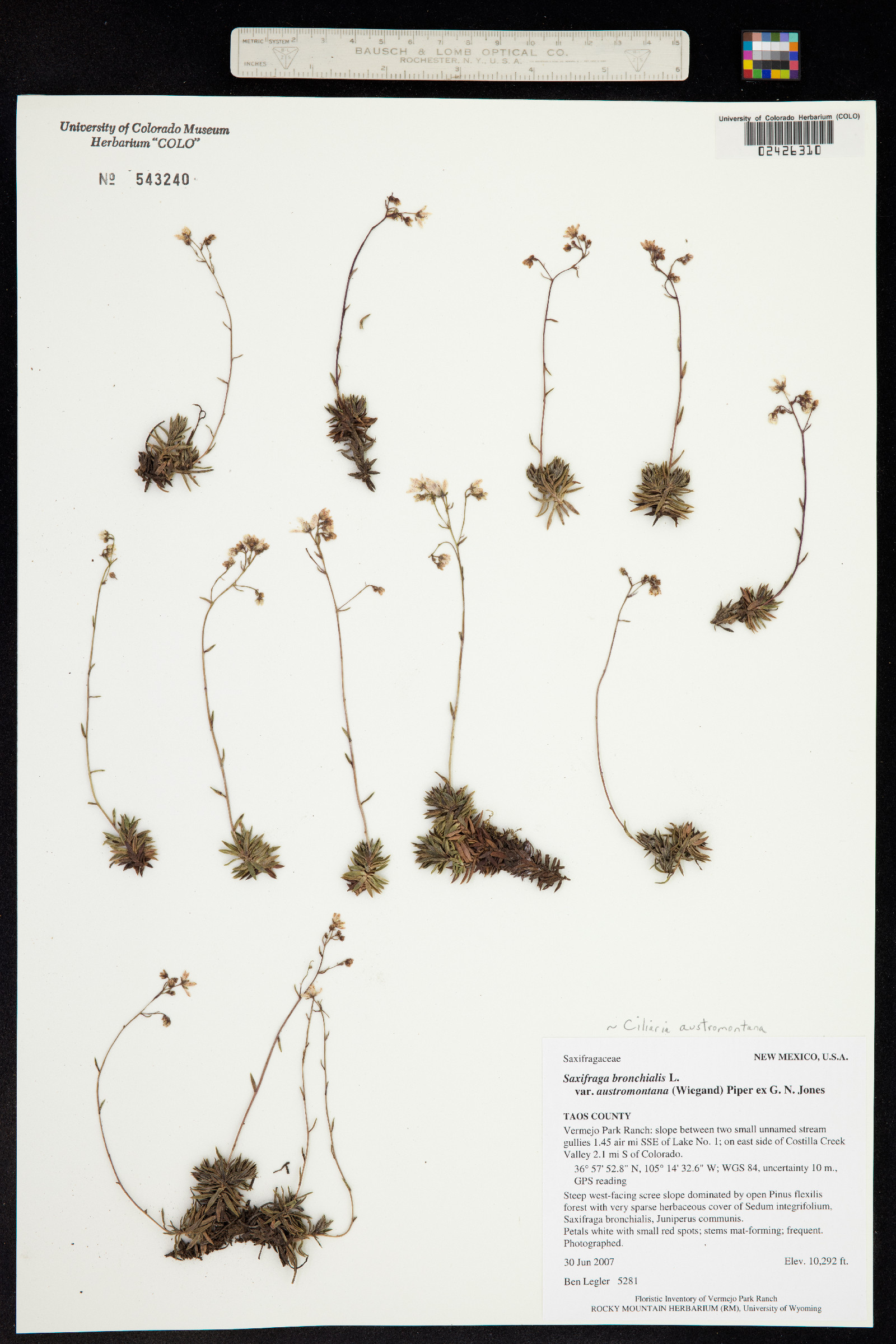 Saxifraga bronchialis ssp. austromontana image