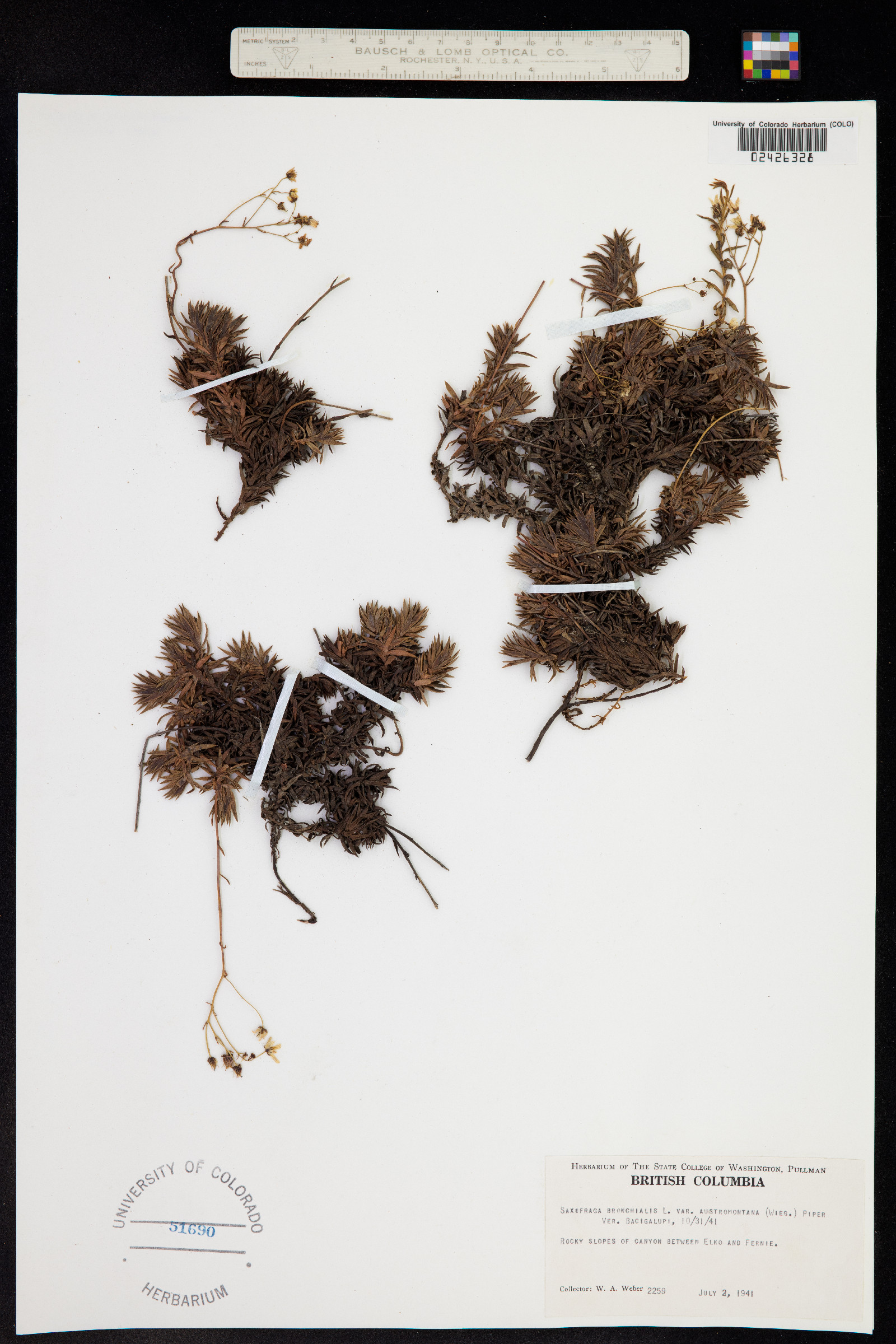 Saxifraga bronchialis image