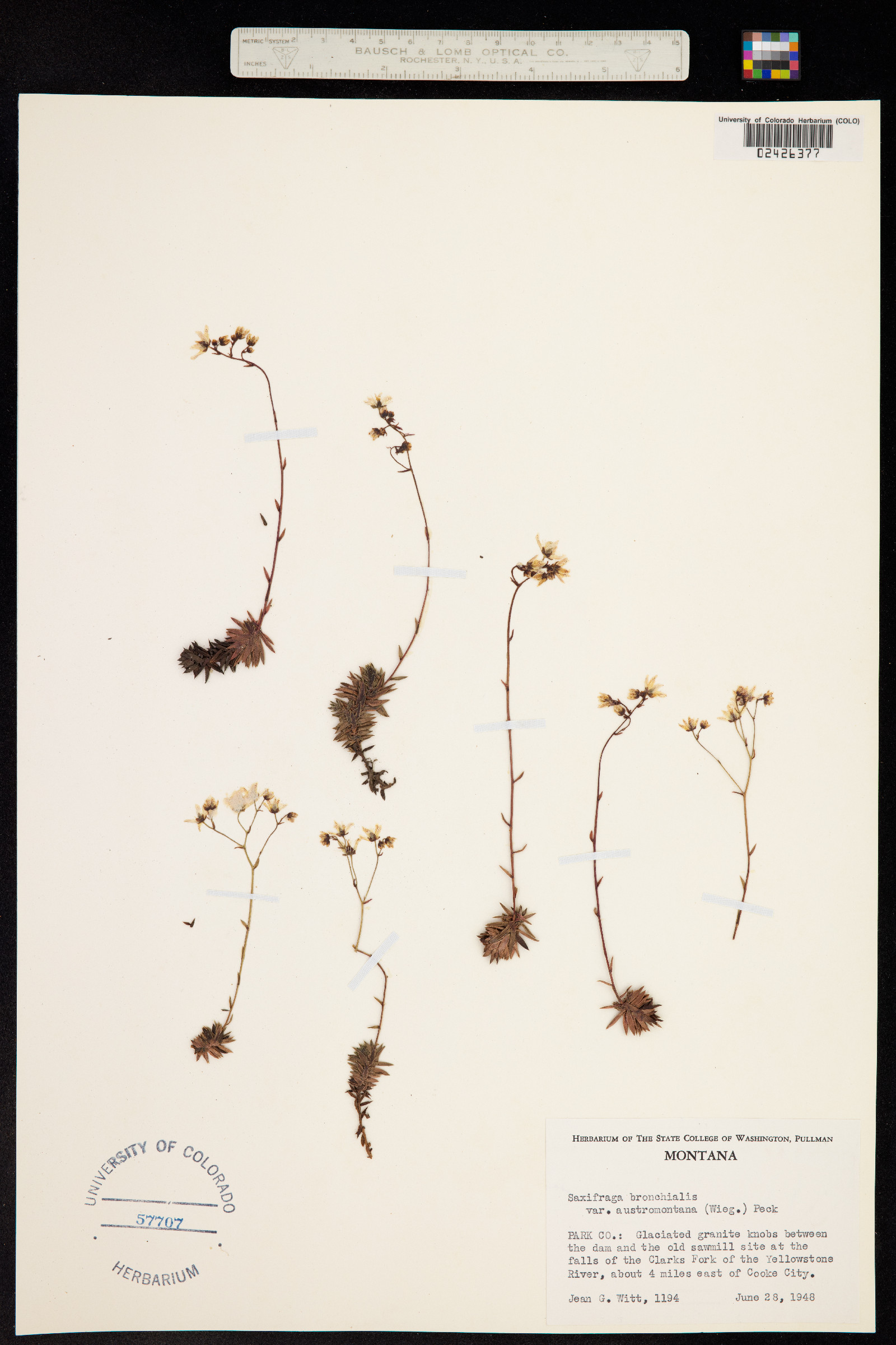Saxifraga bronchialis image