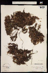 Ciliaria austromontana image