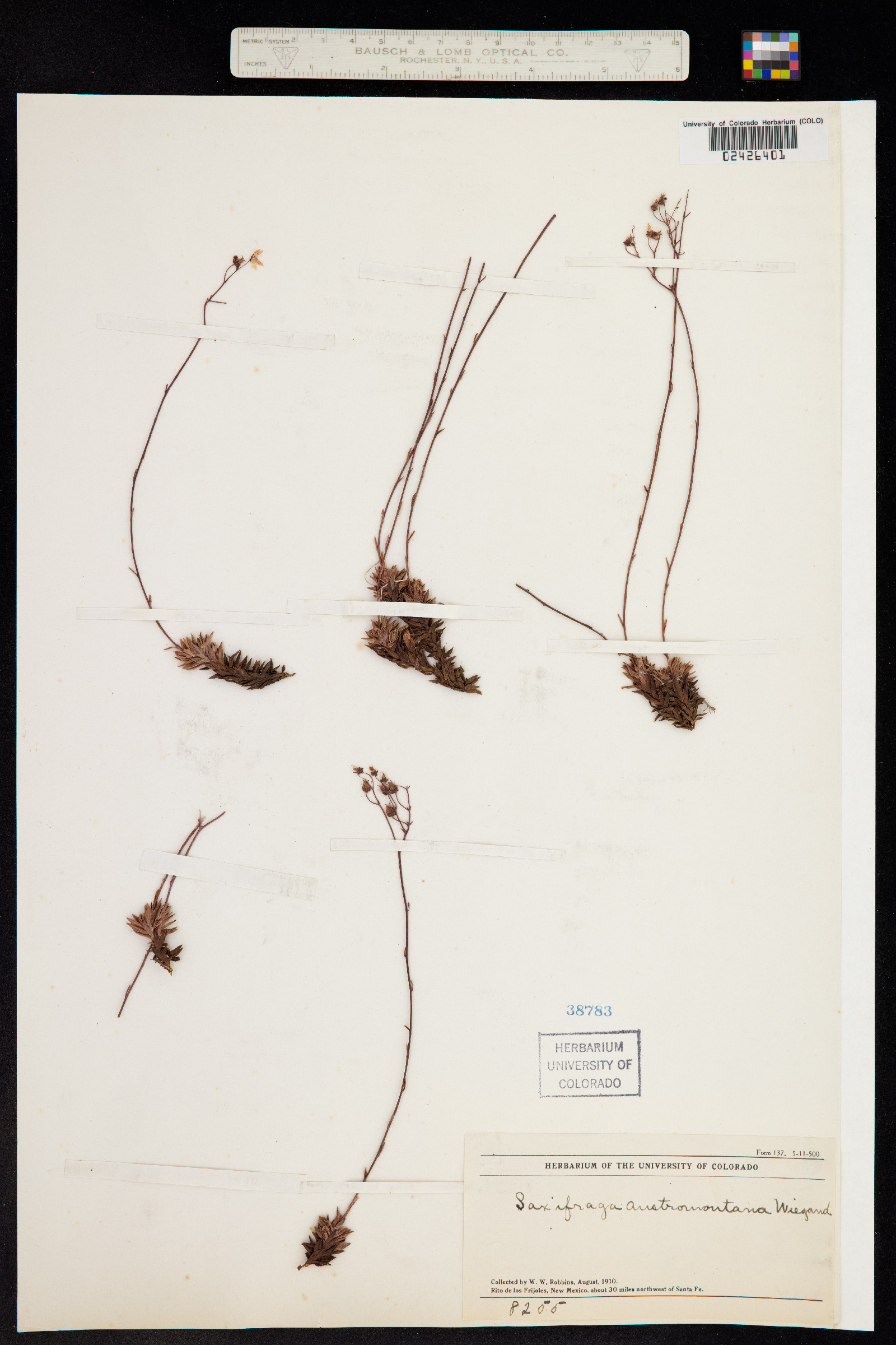 Saxifraga bronchialis ssp. austromontana image