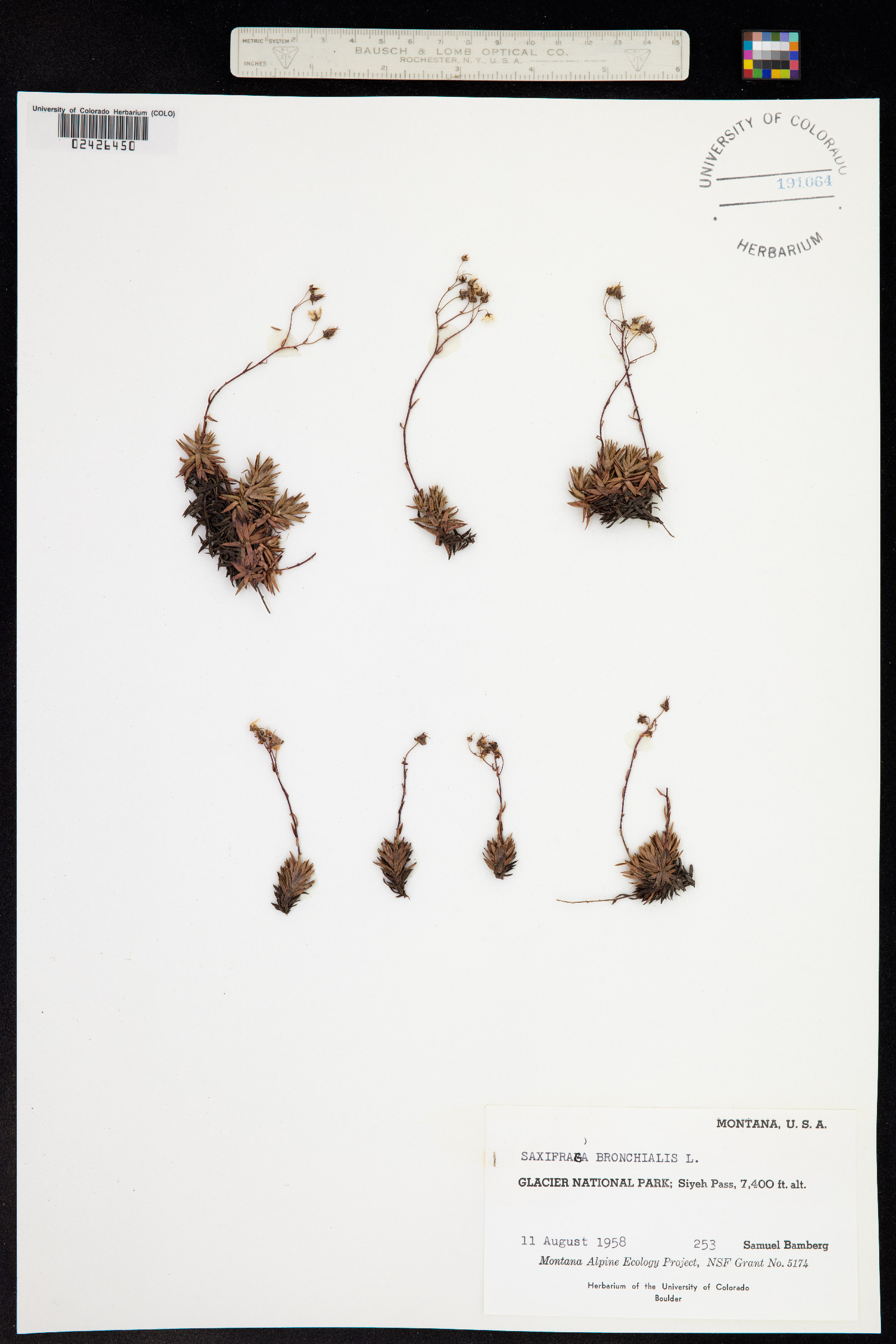 Saxifraga bronchialis ssp. austromontana image