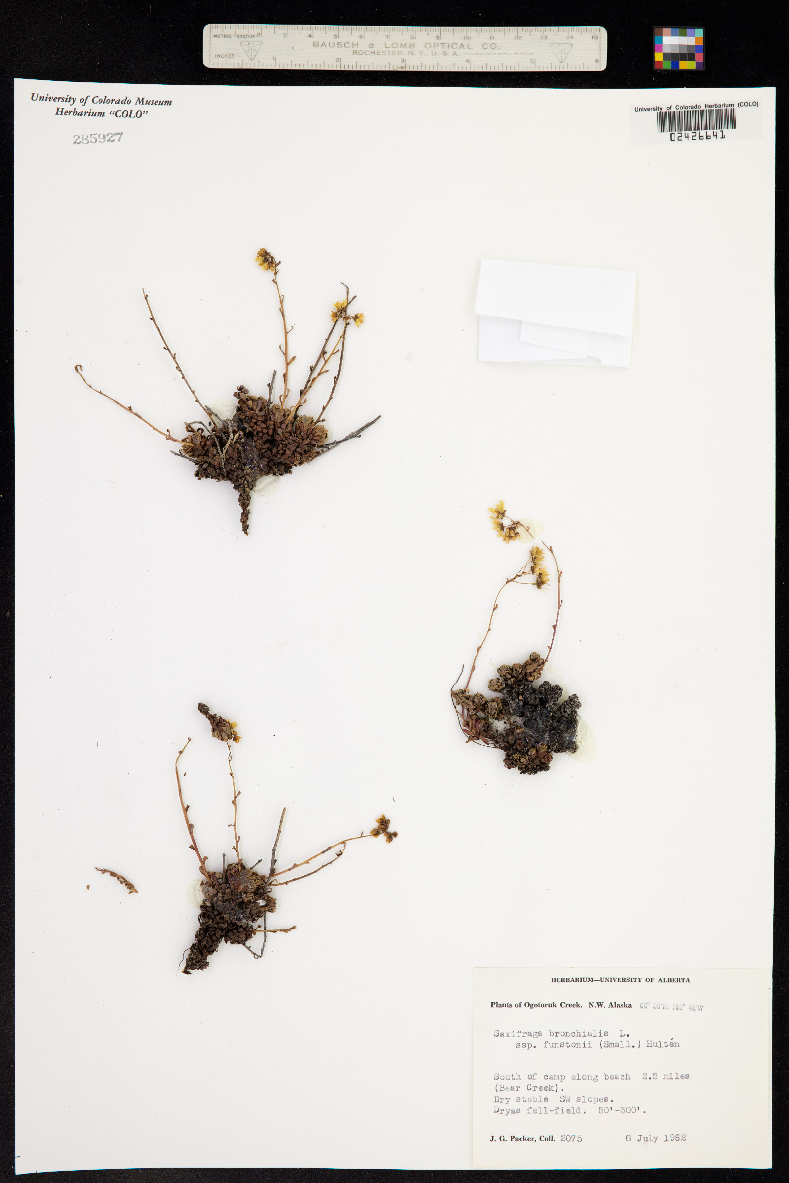 Saxifraga bronchialis ssp. funstonii image