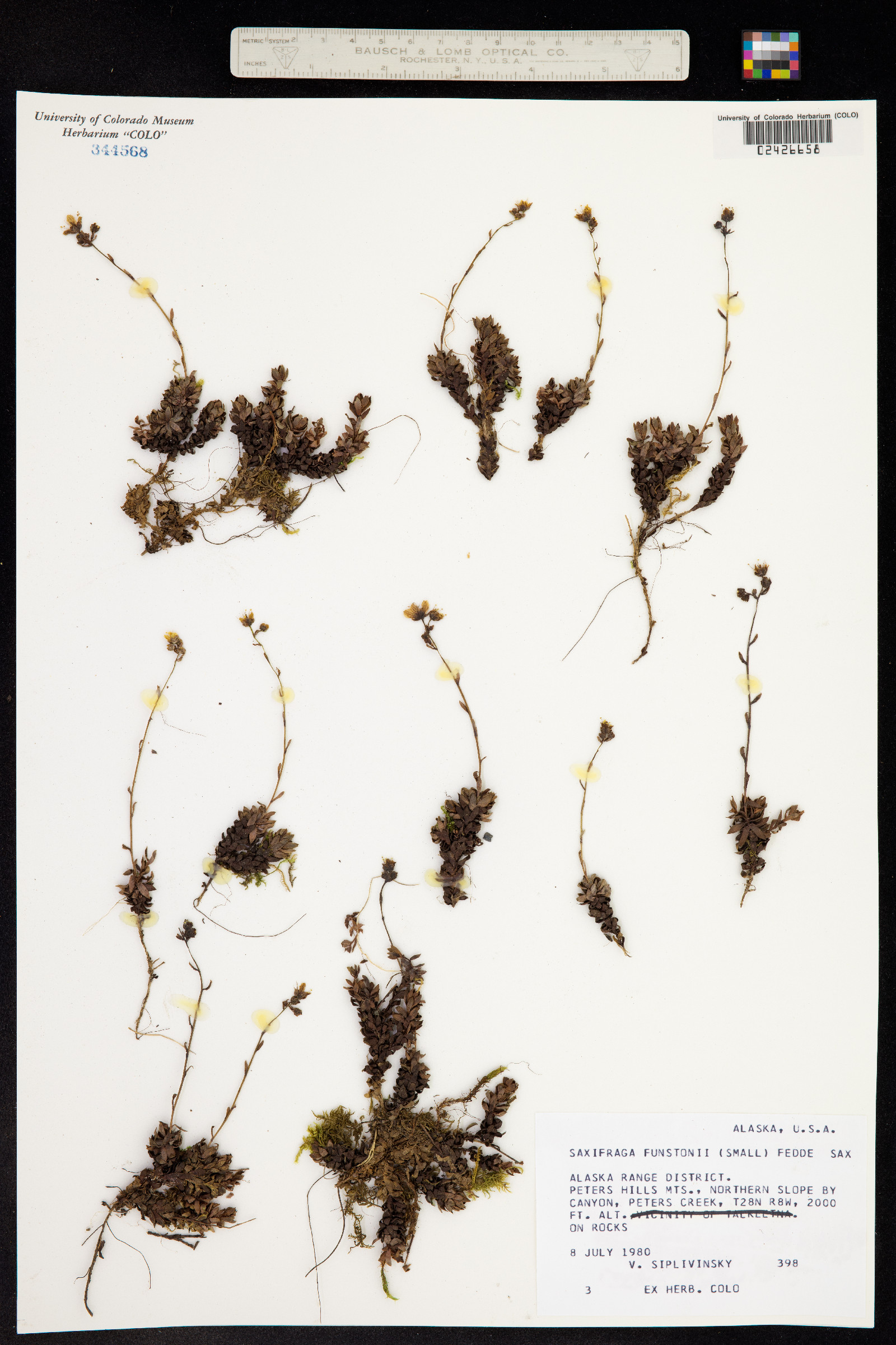Saxifraga bronchialis ssp. funstonii image