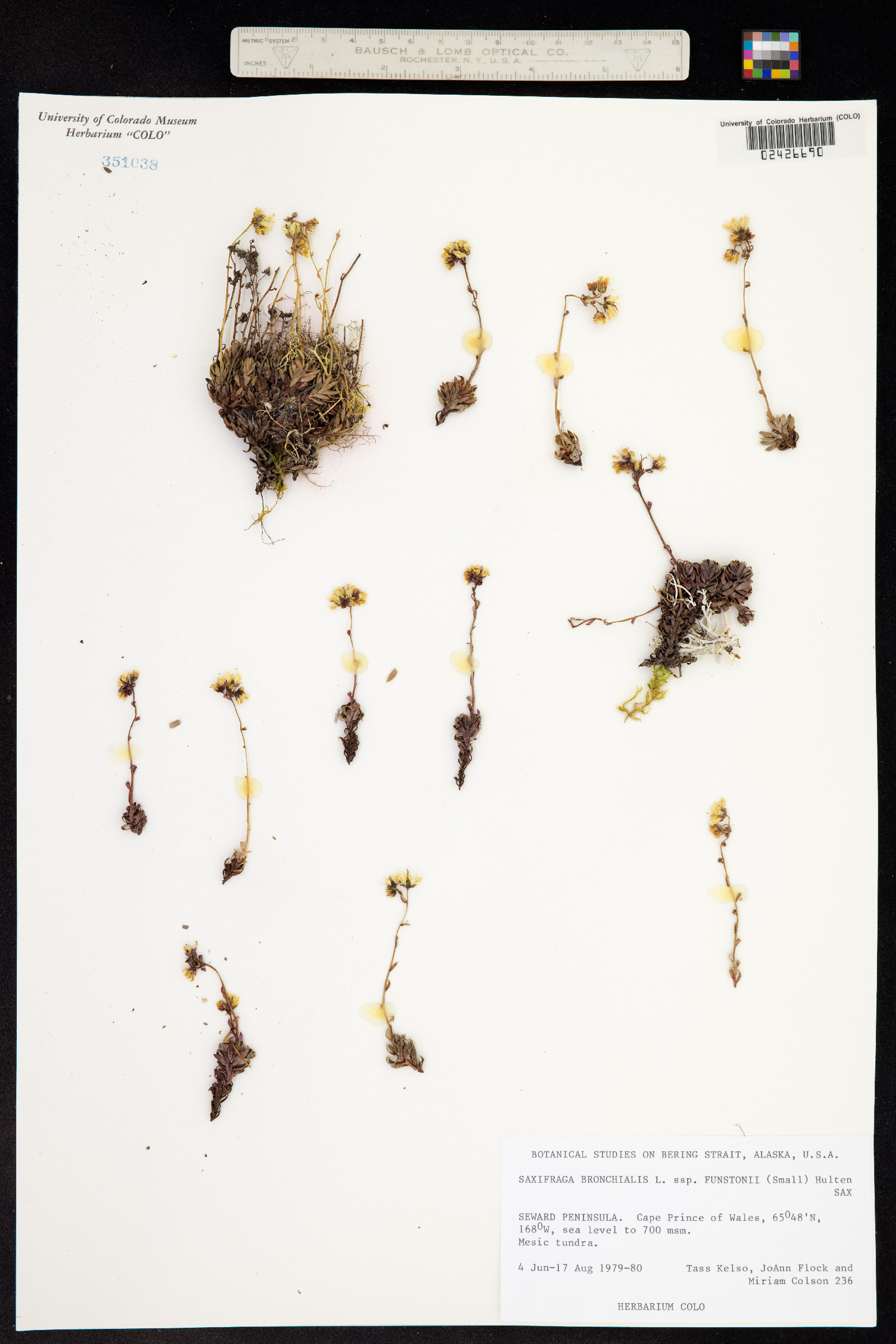 Saxifraga bronchialis ssp. funstonii image