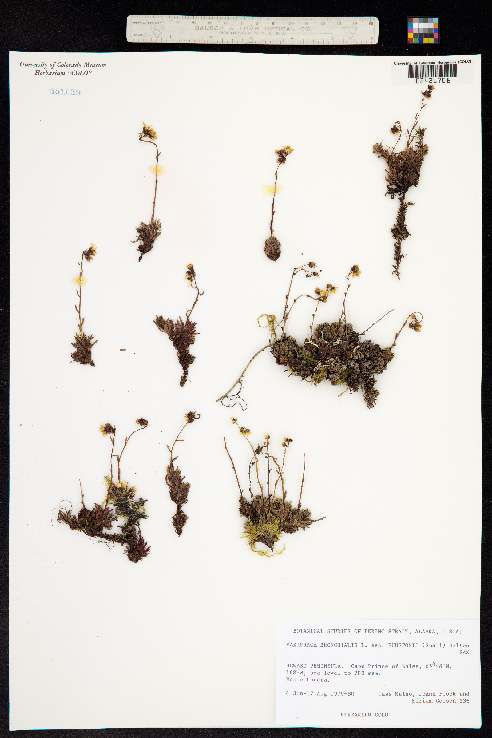 Saxifraga bronchialis ssp. funstonii image