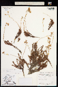 Saxifraga bronchialis ssp. funstonii image