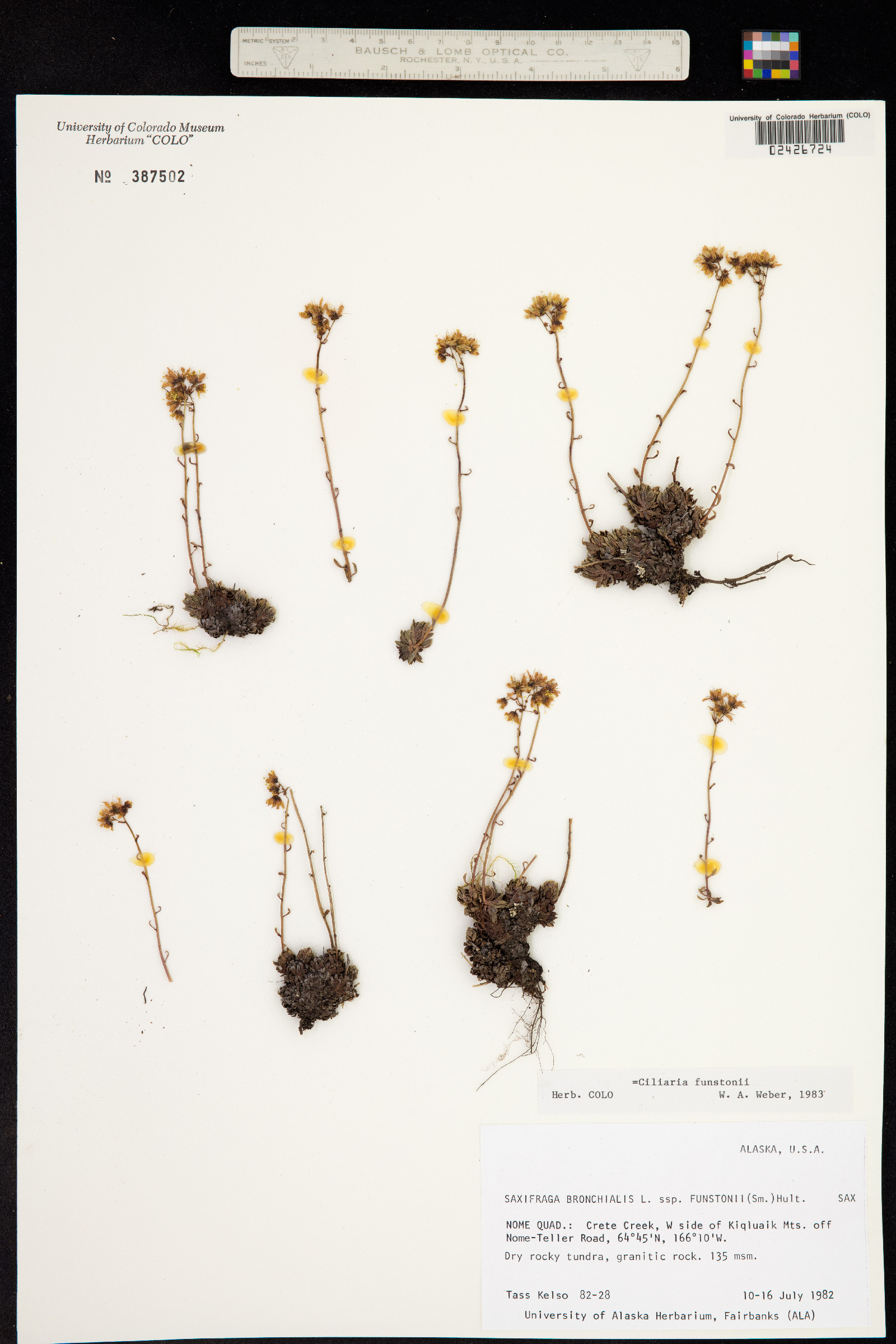 Saxifraga bronchialis ssp. funstonii image