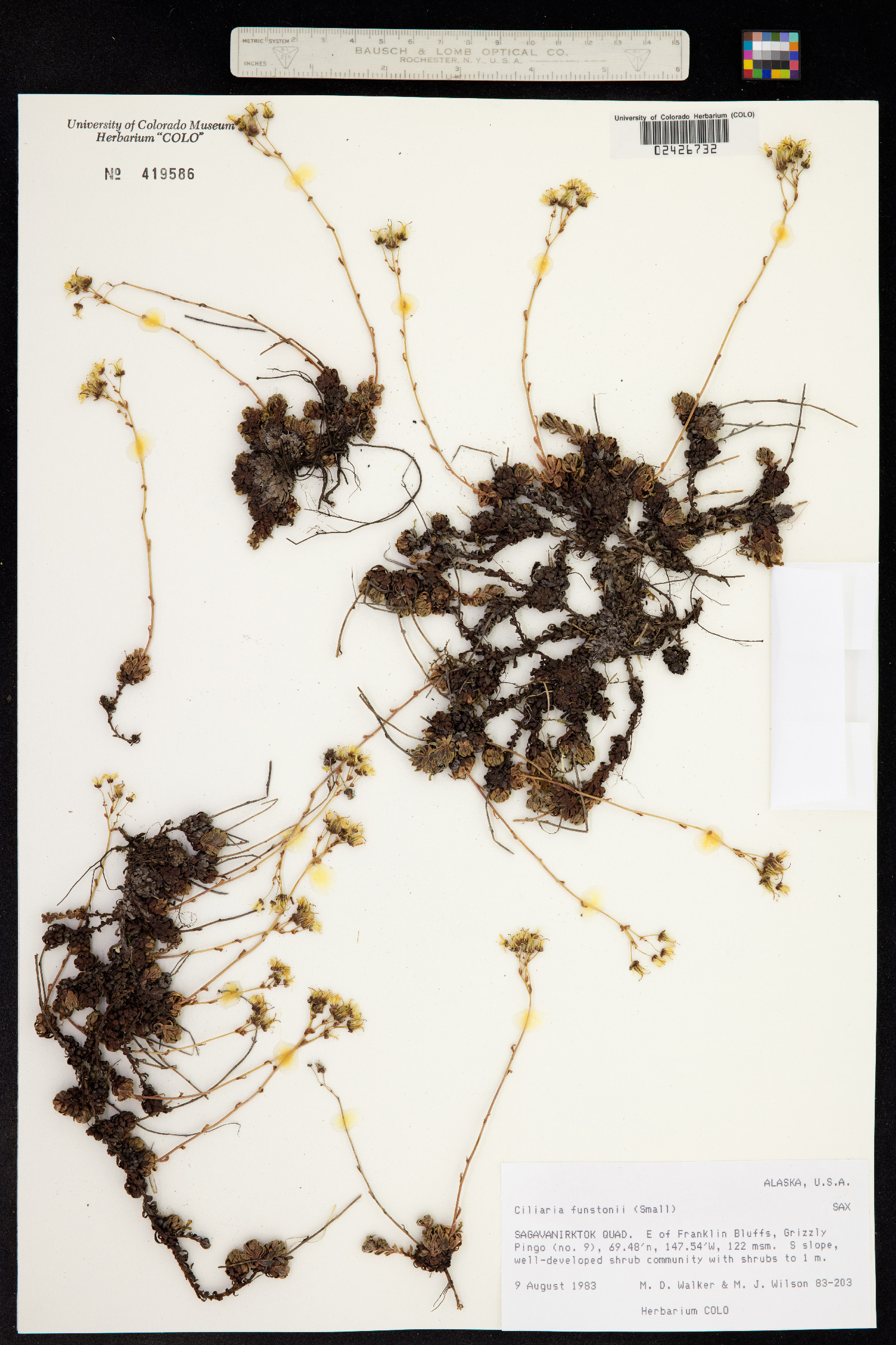 Saxifraga bronchialis ssp. funstonii image
