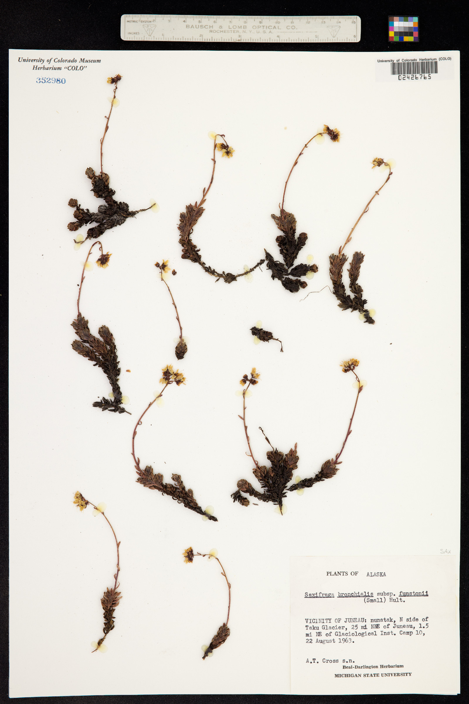 Ciliaria funstonii image
