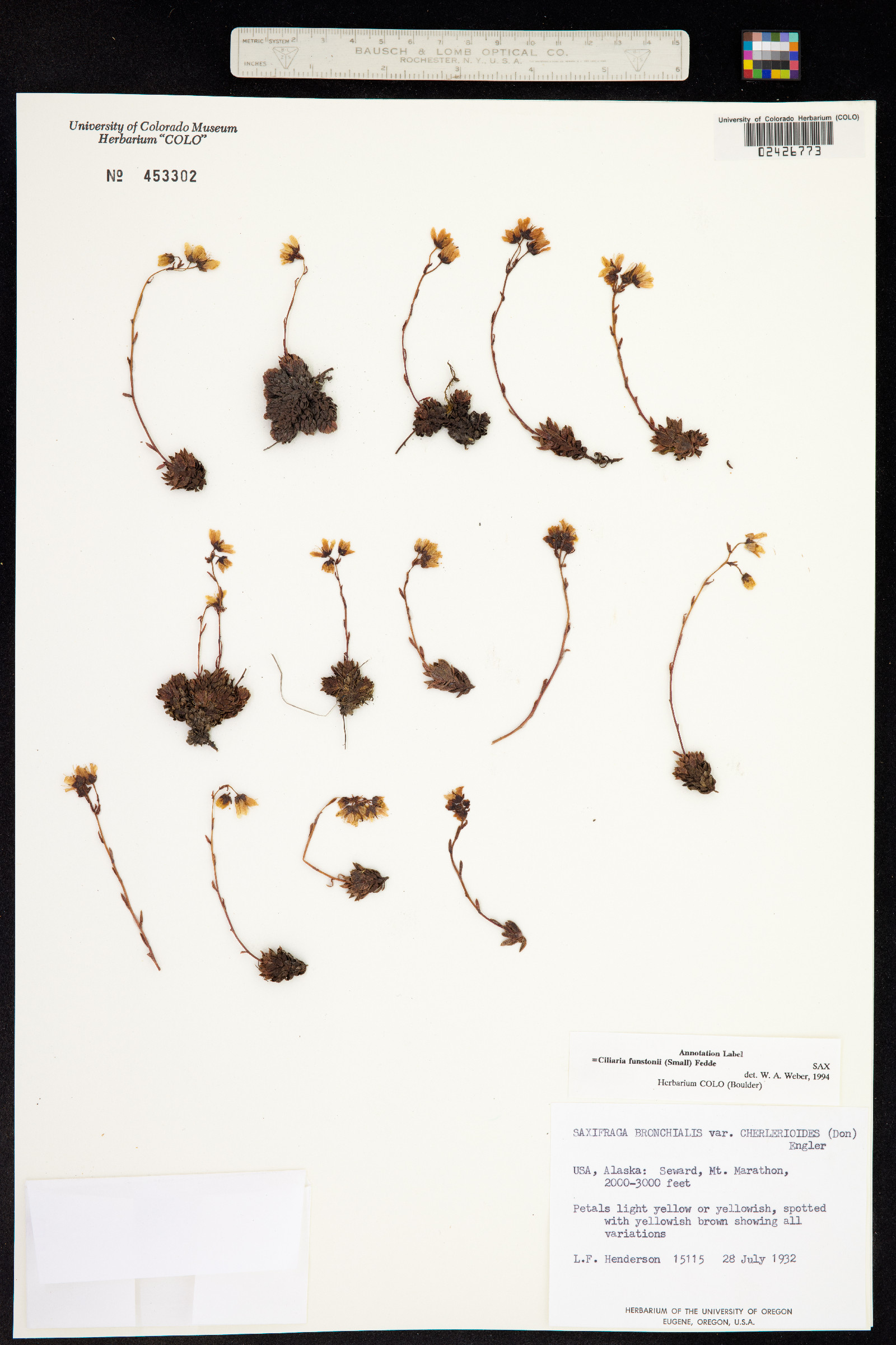 Ciliaria funstonii image