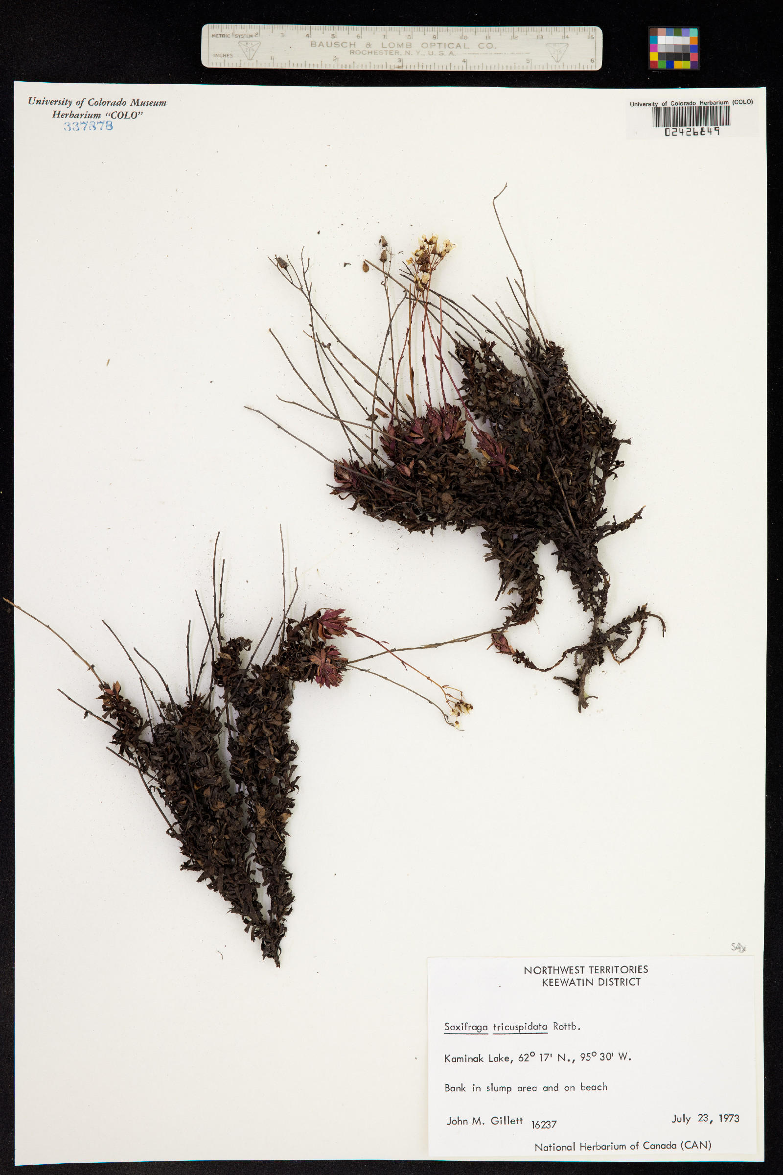 Ciliaria tricuspidata image