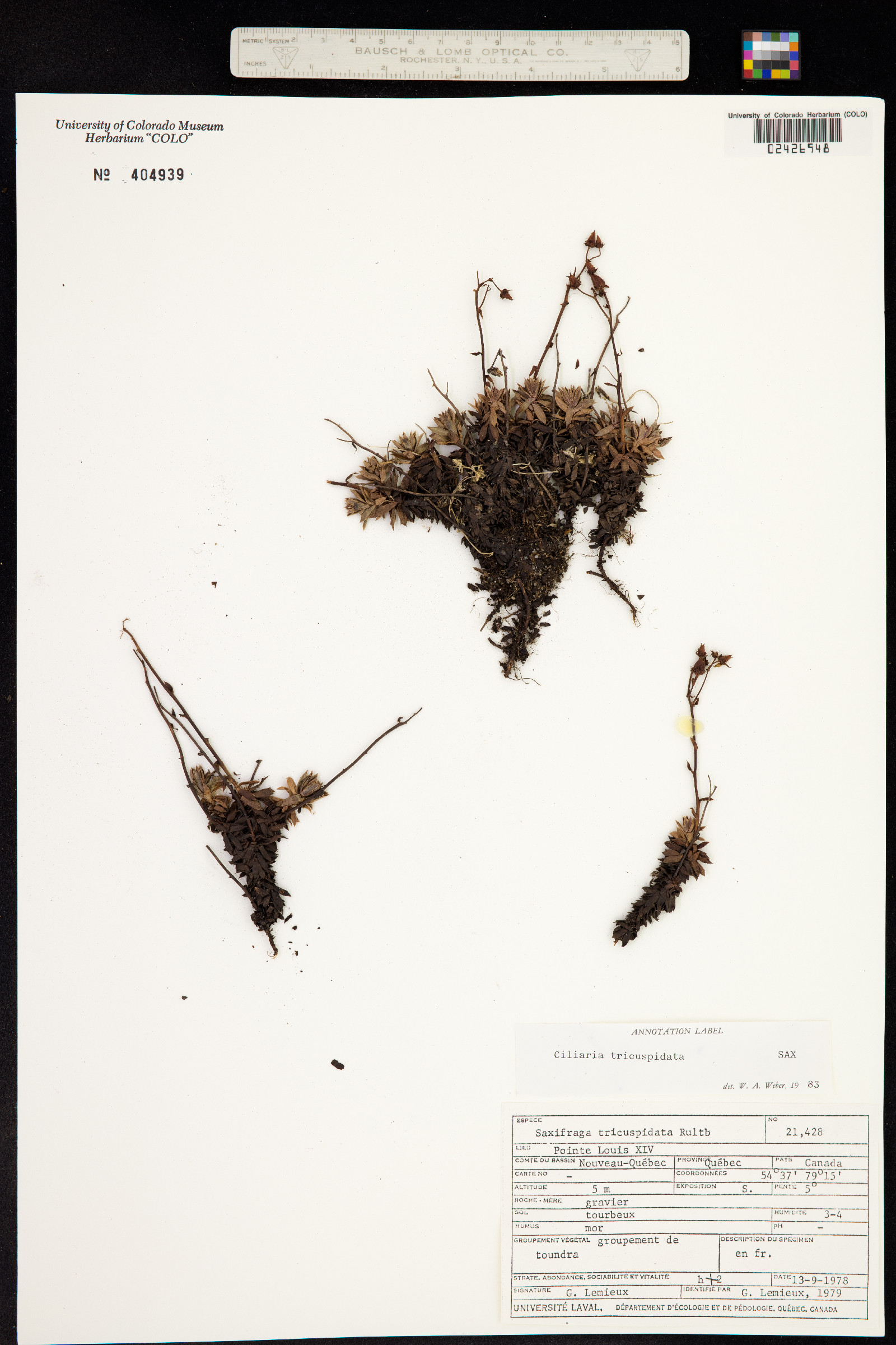 Ciliaria tricuspidata image