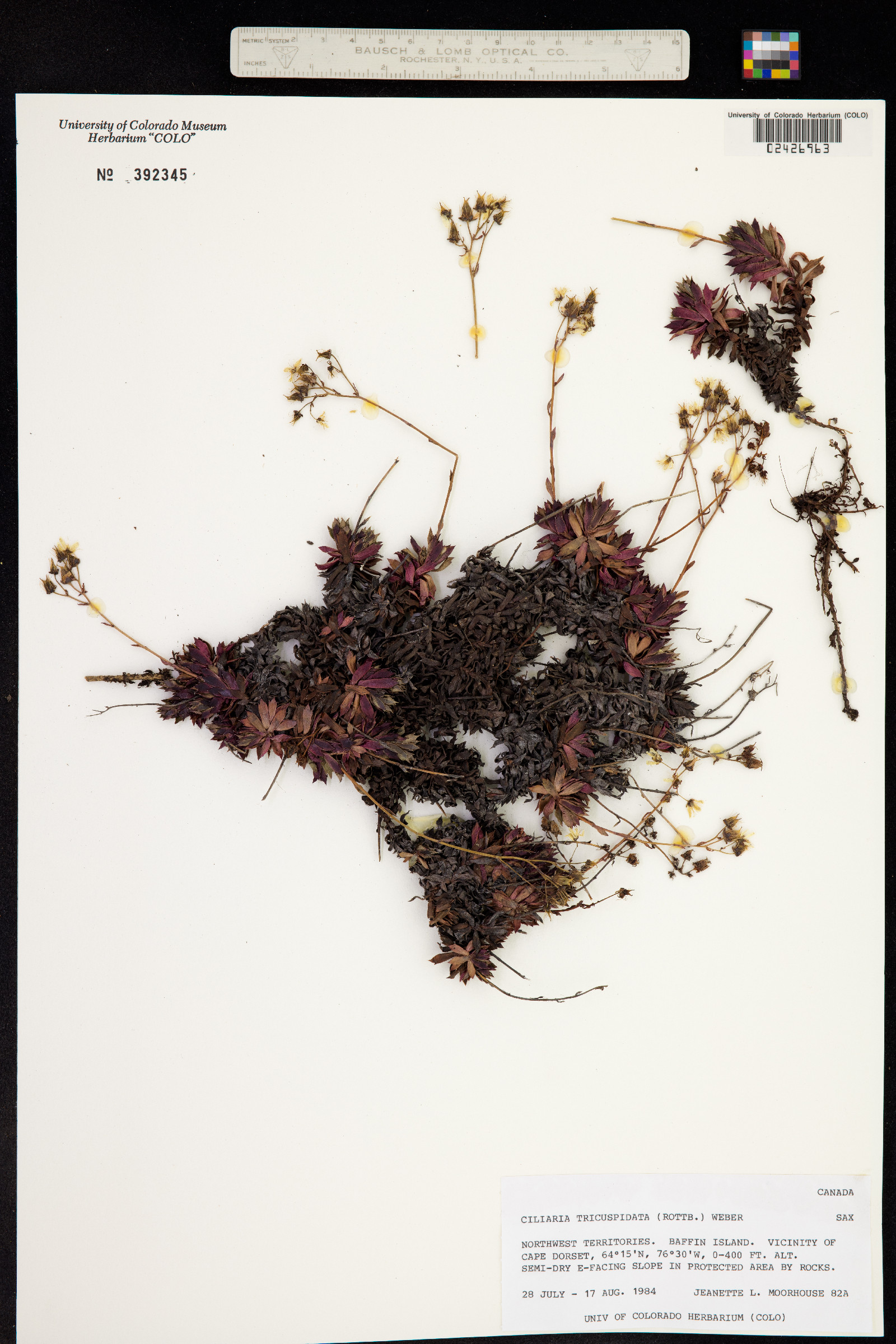 Ciliaria image