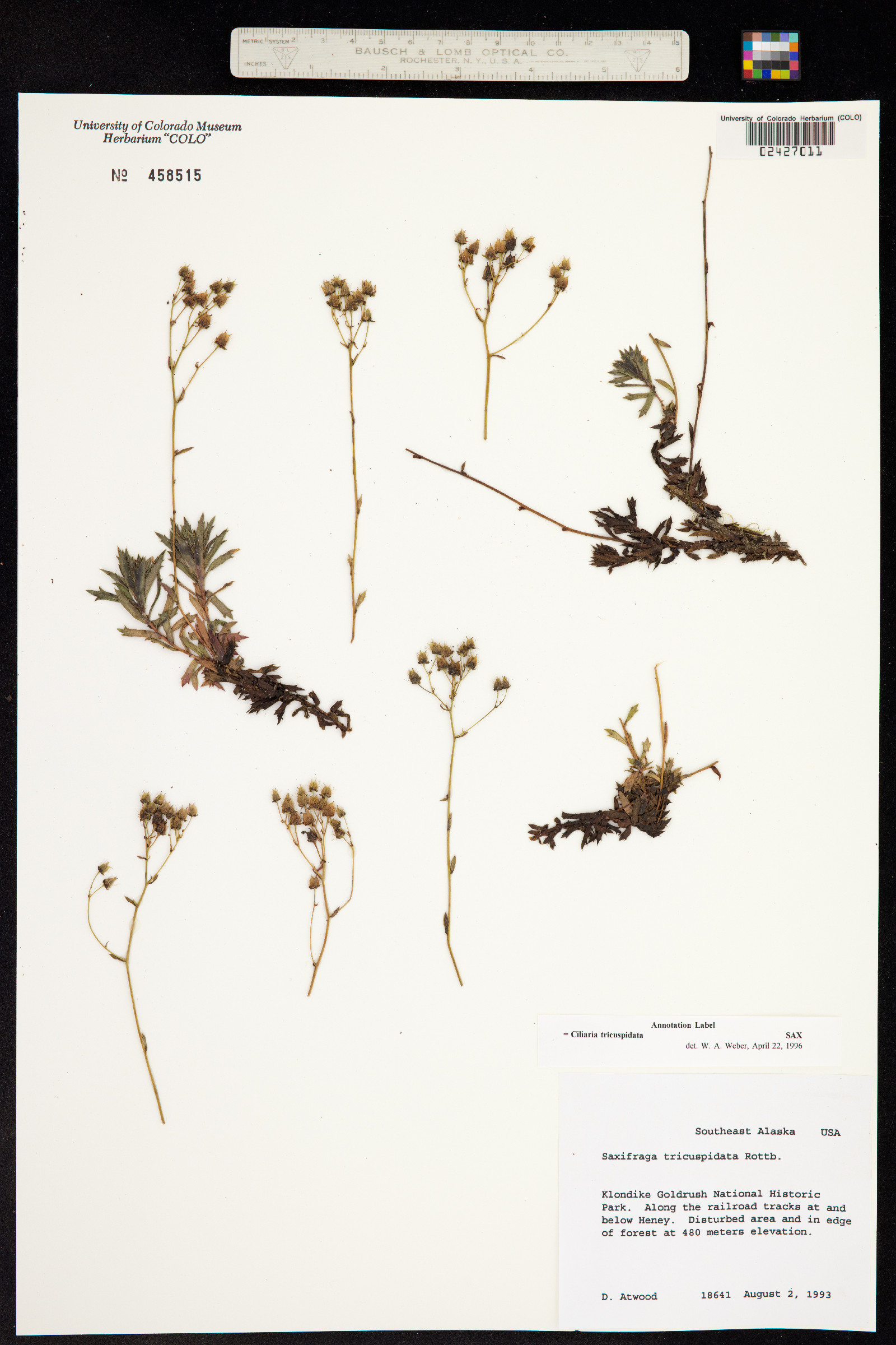 Ciliaria tricuspidata image