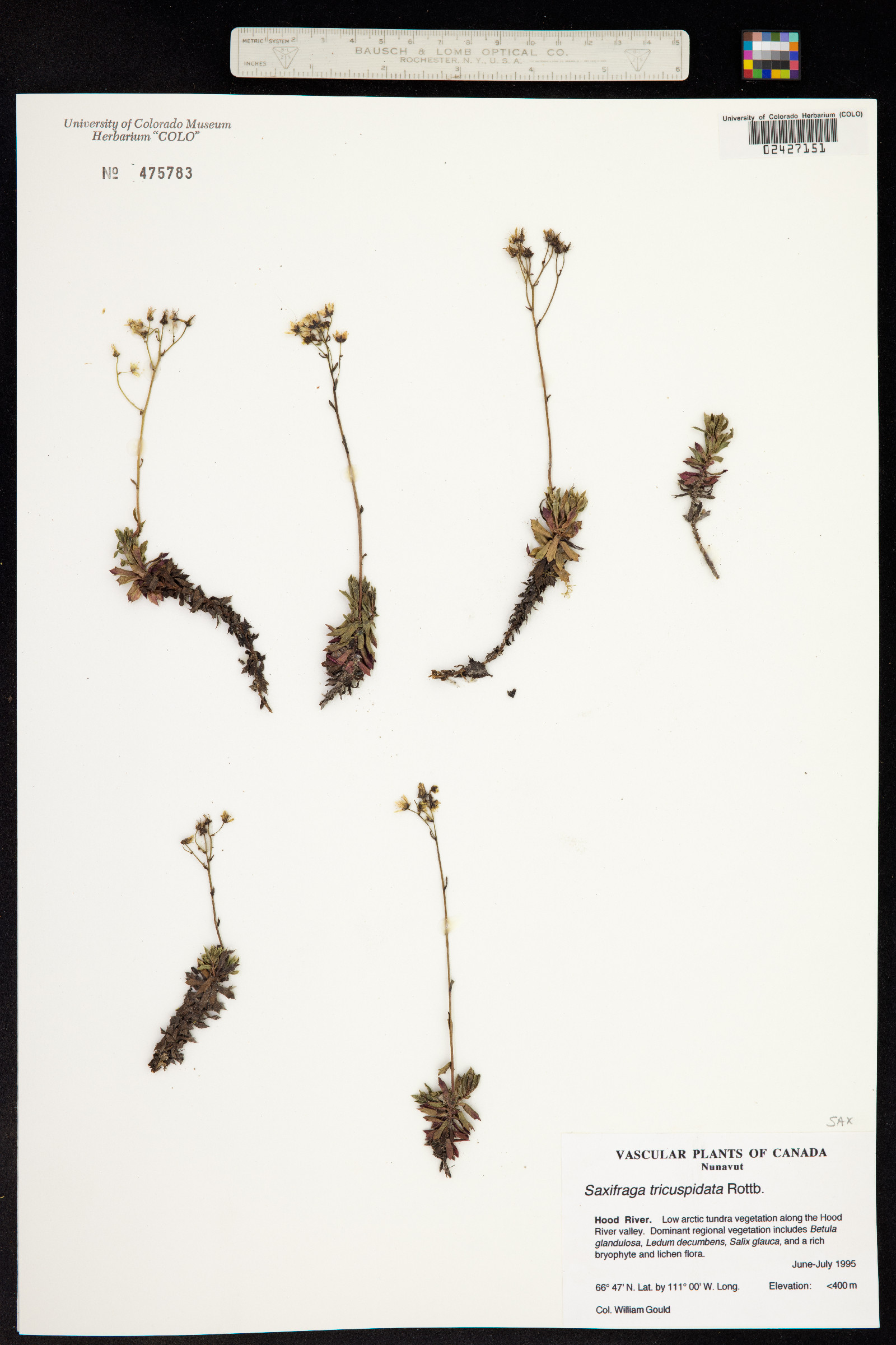 Ciliaria image