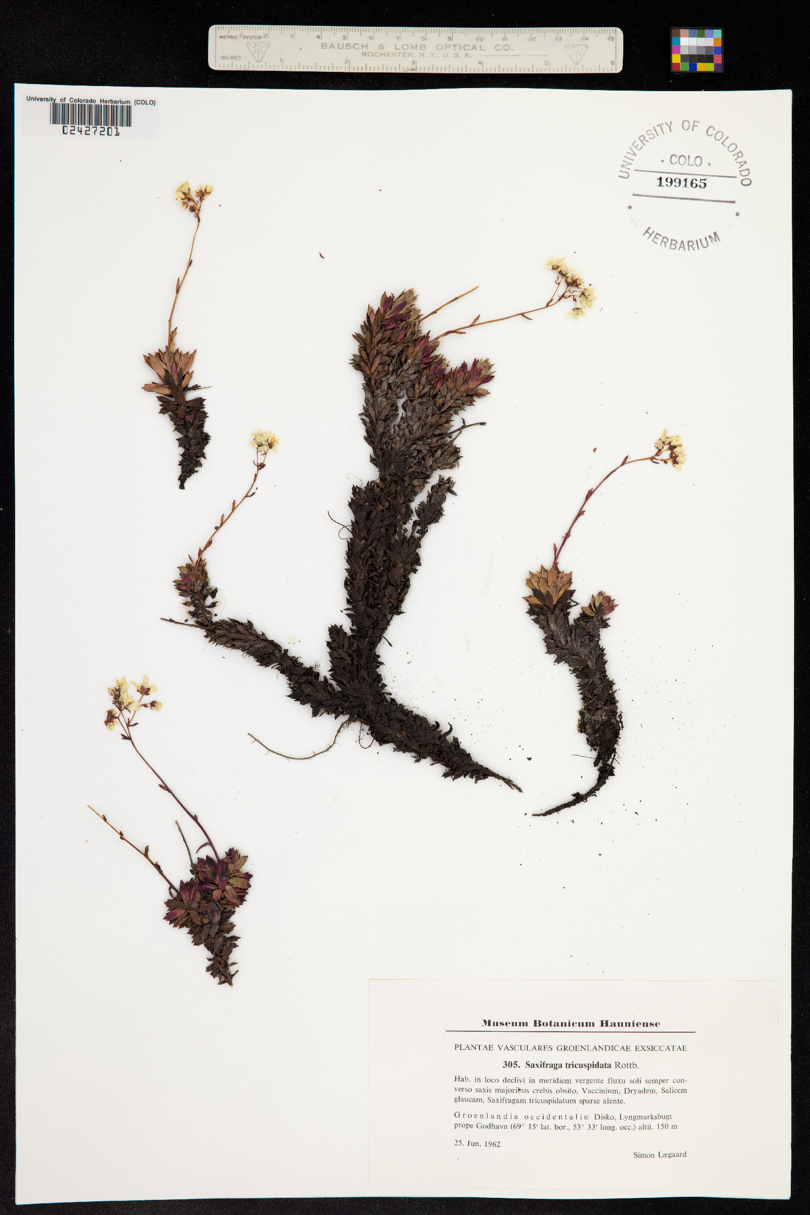 Ciliaria tricuspidata image